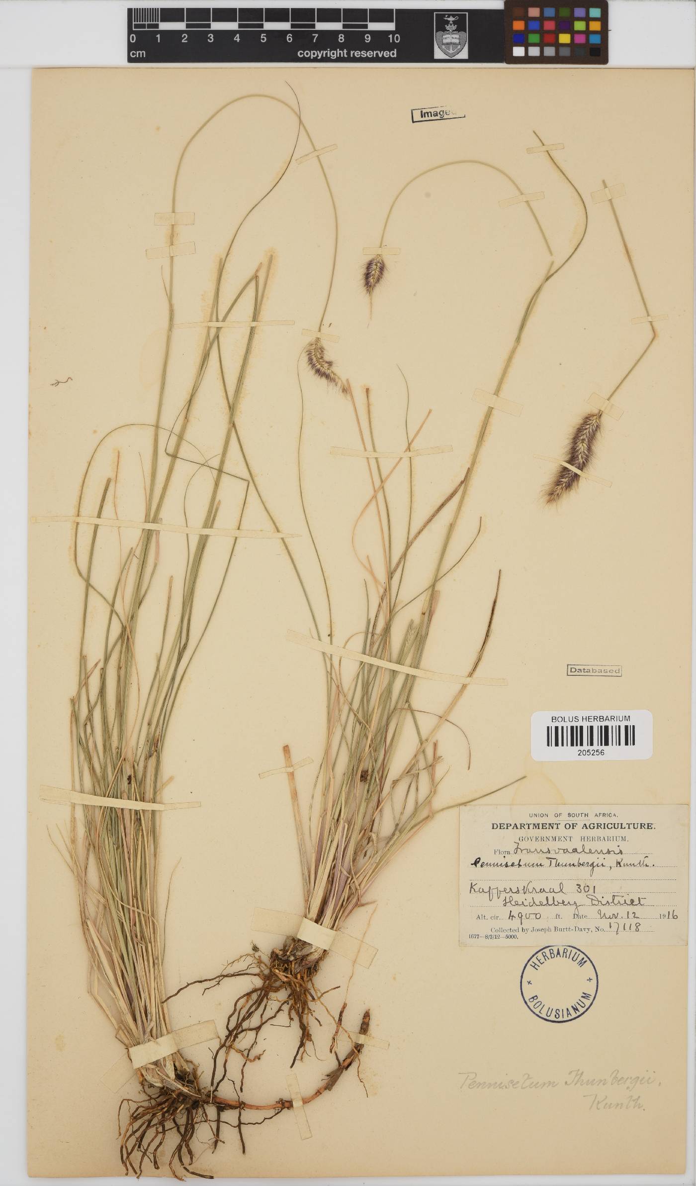 Pennisetum thunbergii image