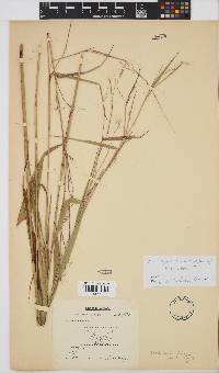 Pennisetum unisetum image