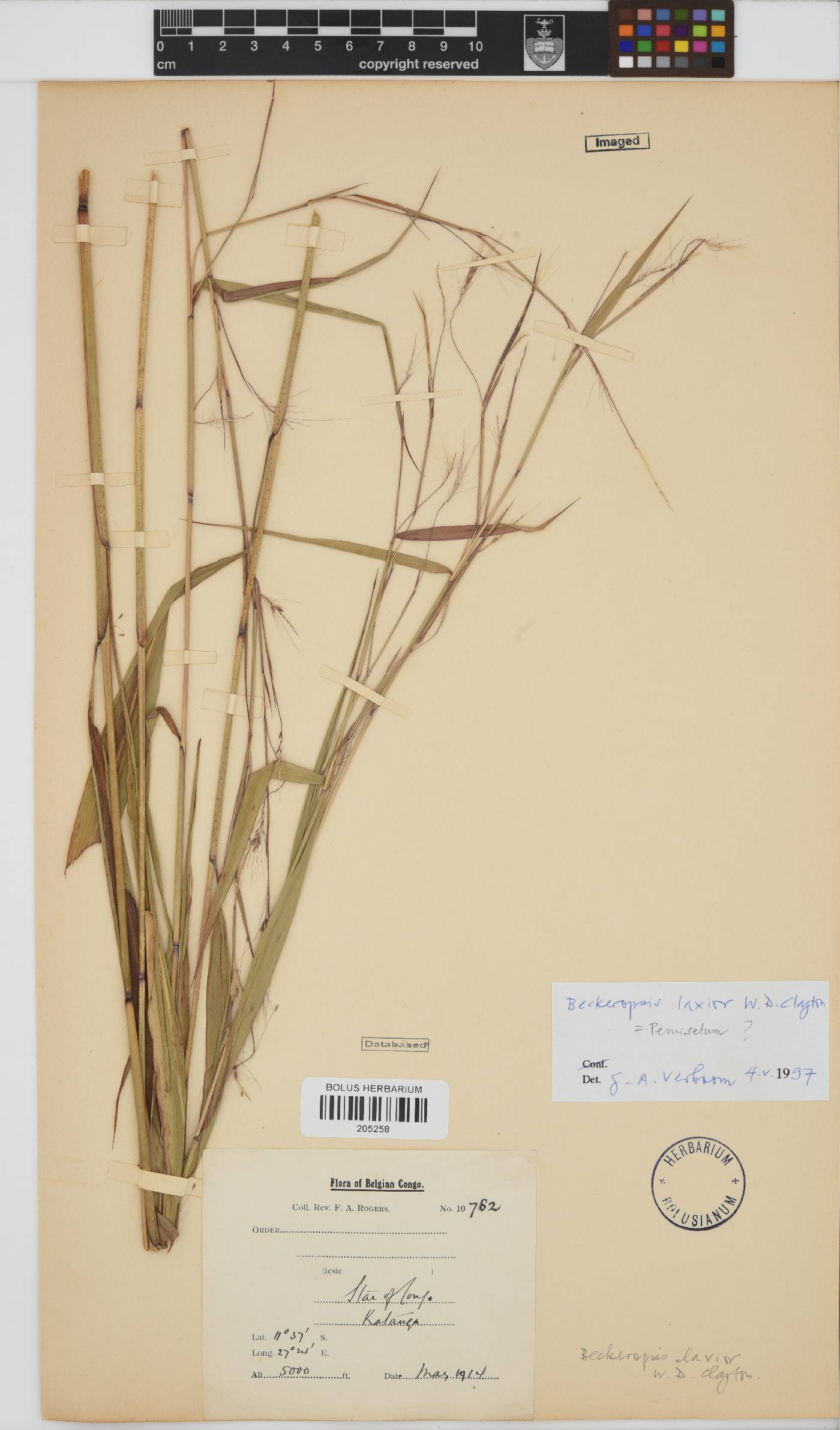 Pennisetum unisetum image