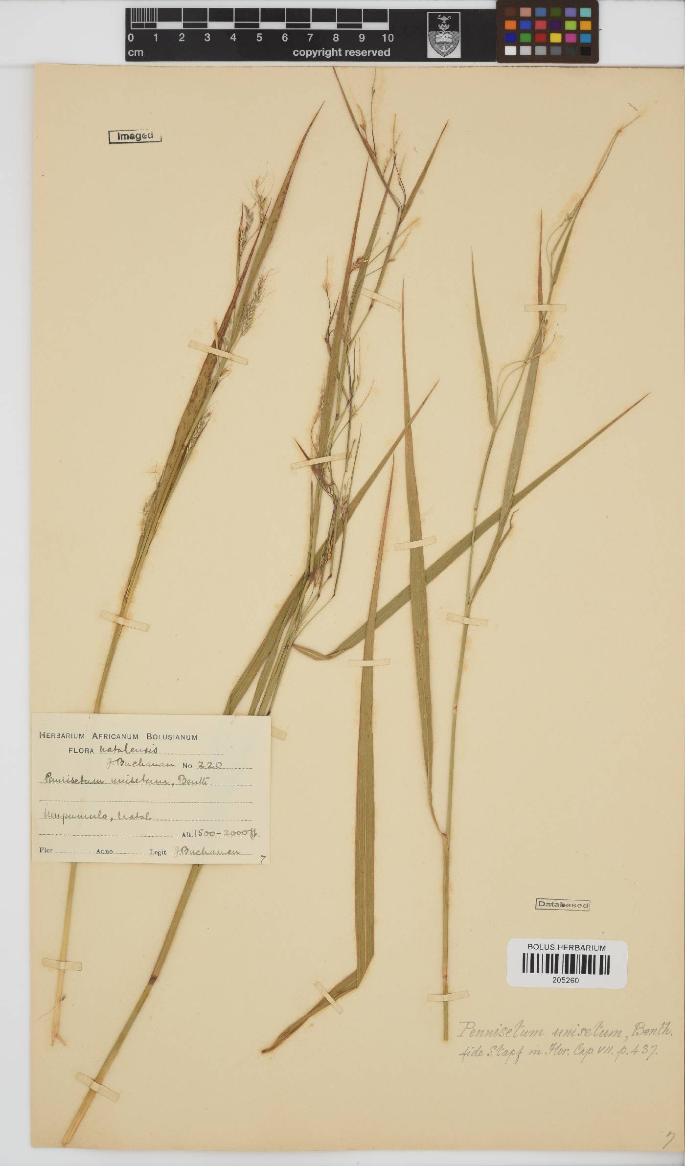 Pennisetum unisetum image