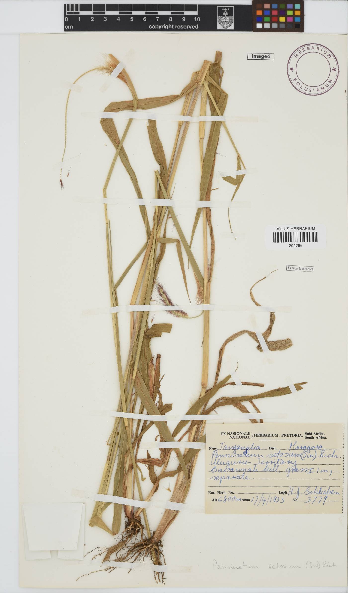 Setaria parviflora image