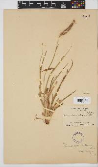 Setaria parviflora image