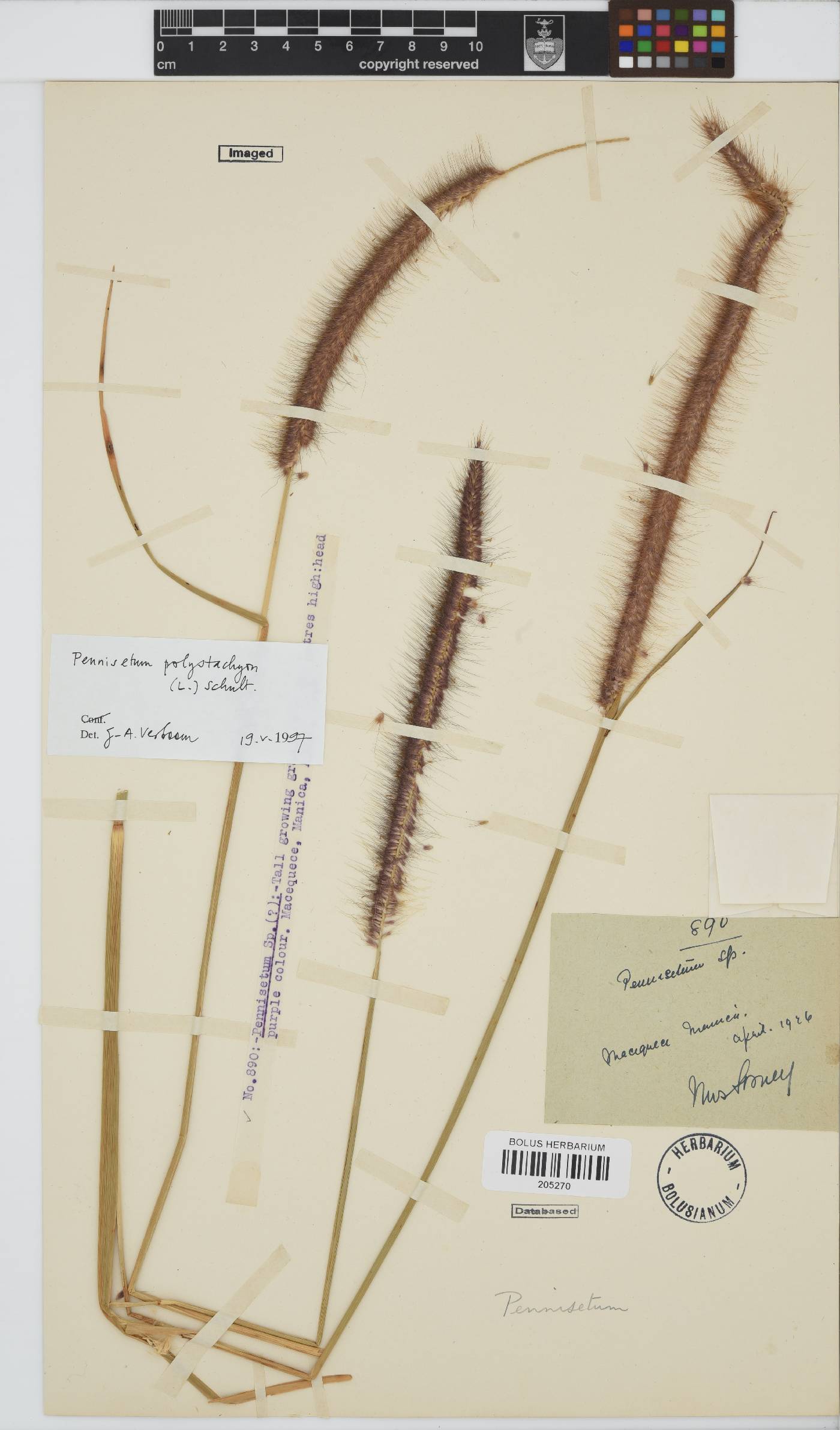 Setaria parviflora image