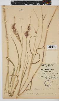 Setaria parviflora image