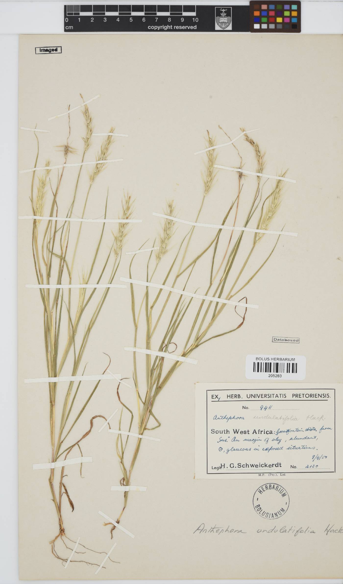 Anthephora schinzii image