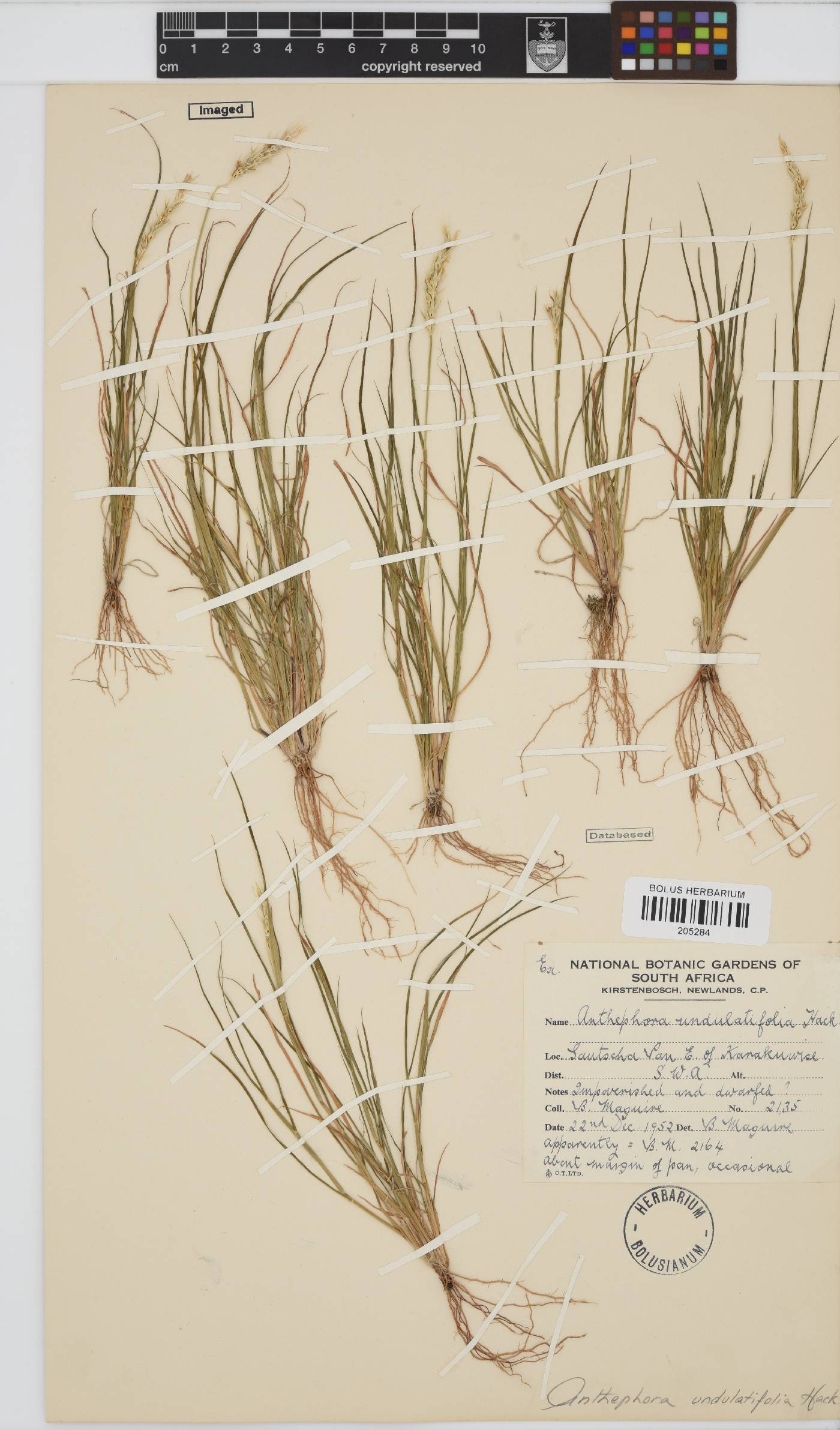 Anthephora schinzii image