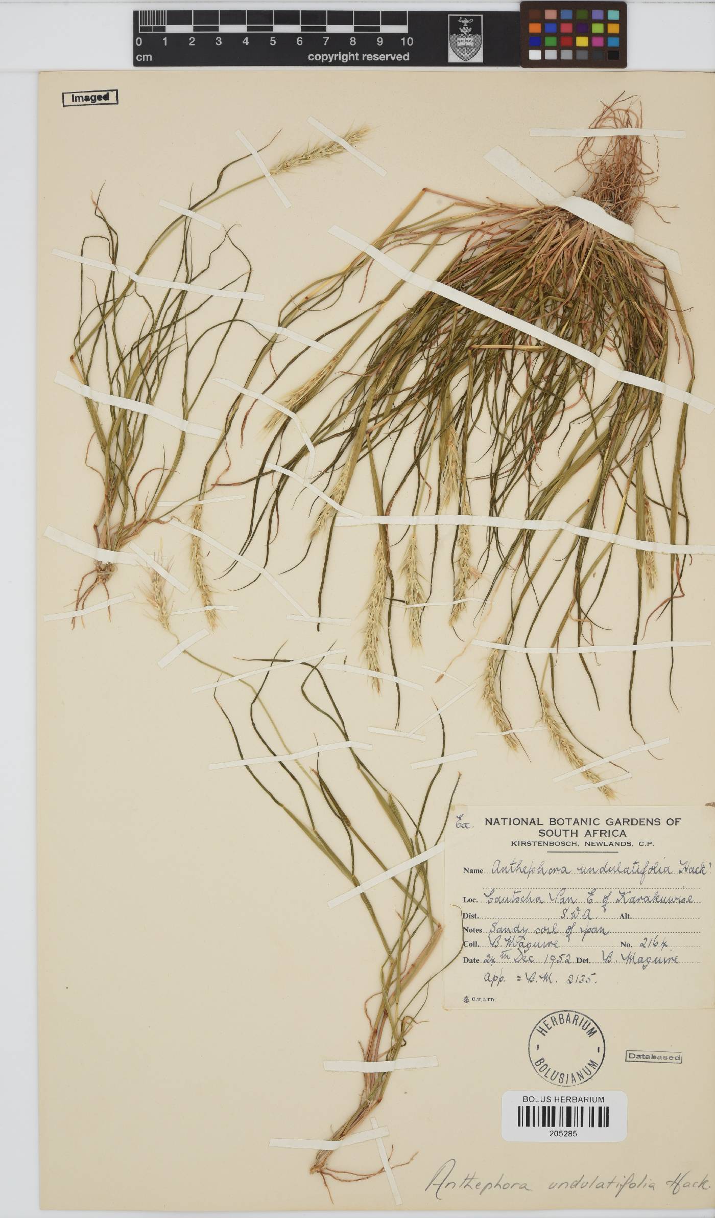 Anthephora schinzii image