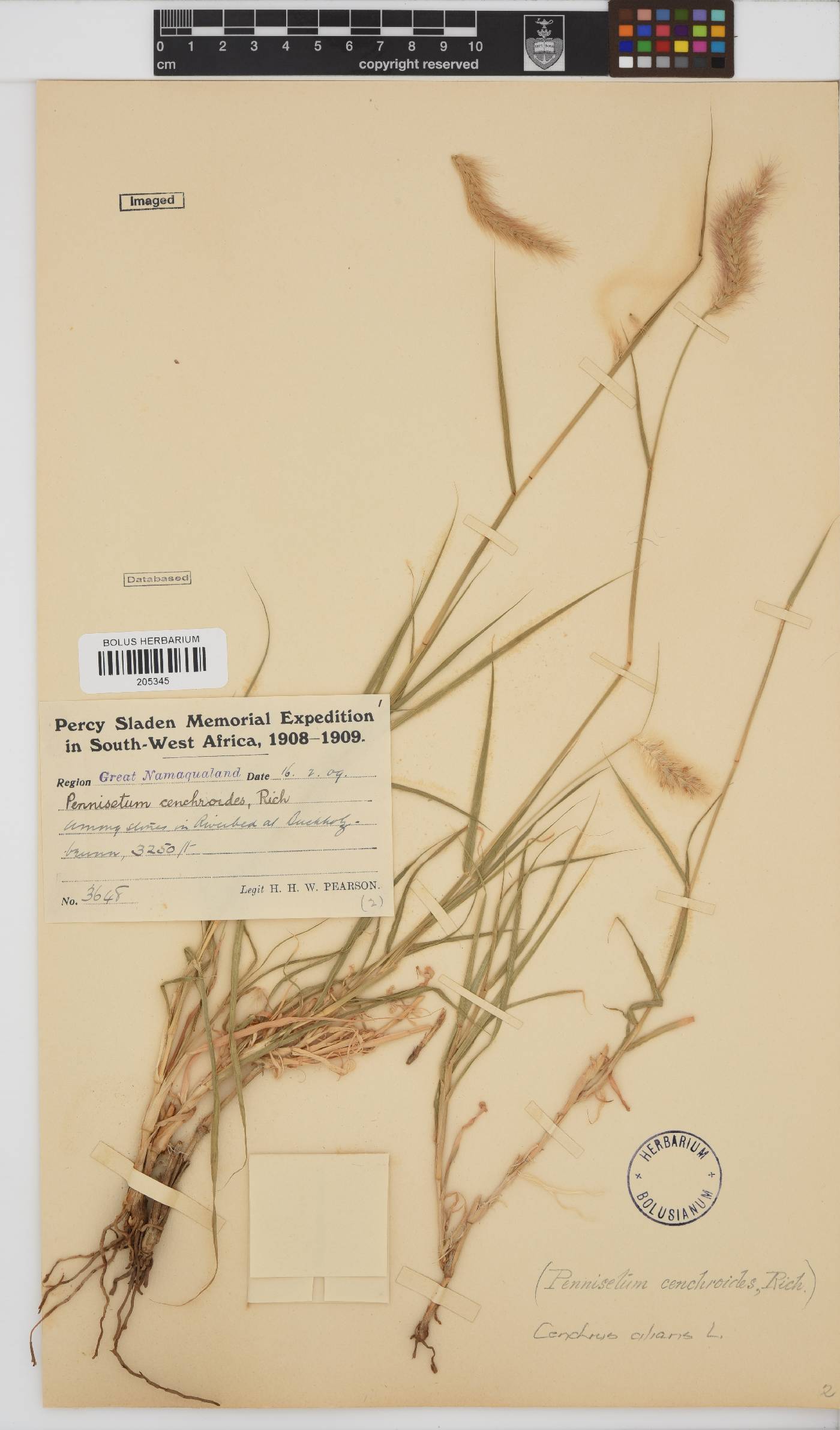 Cenchrus ciliaris image