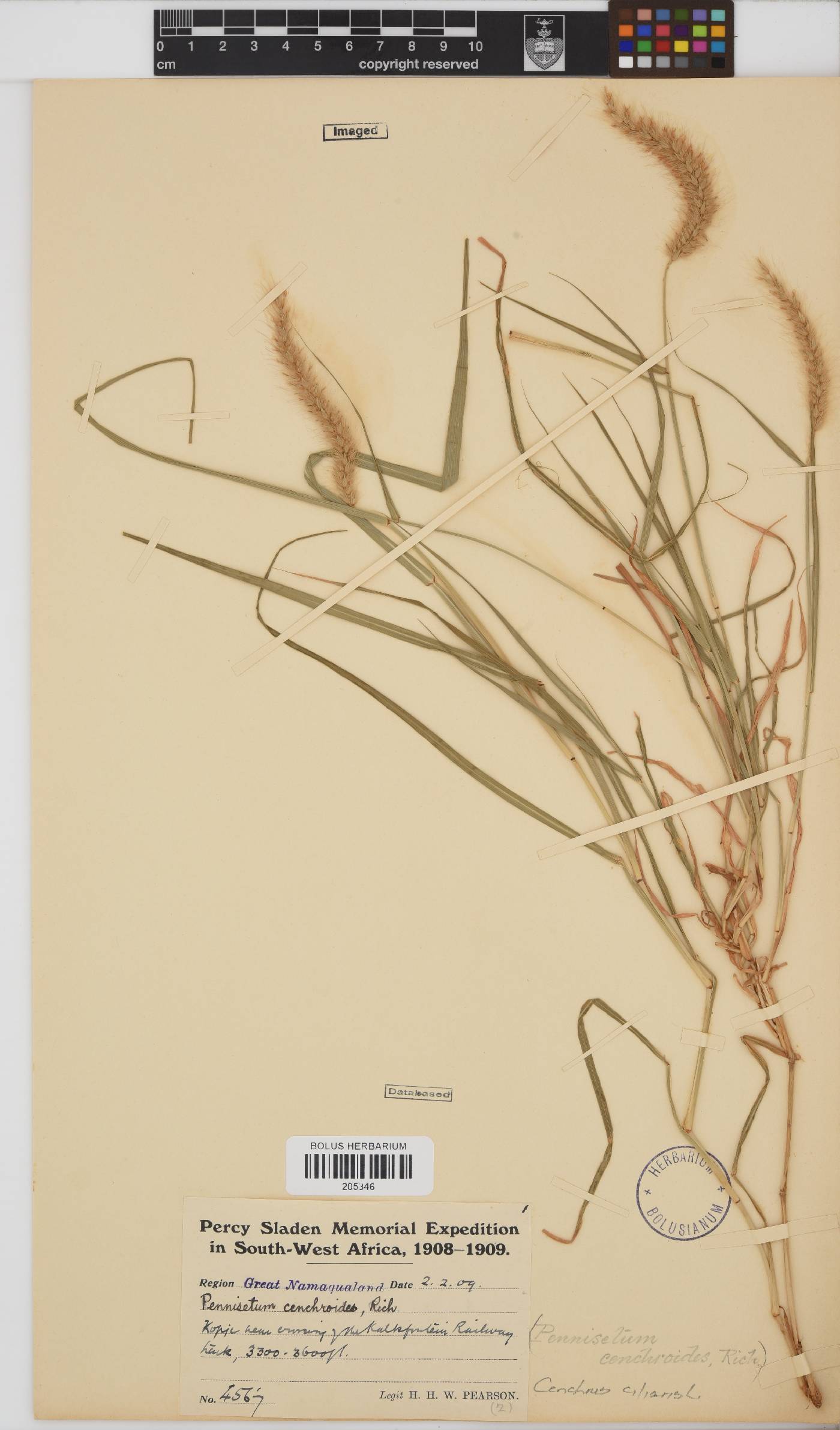 Cenchrus image