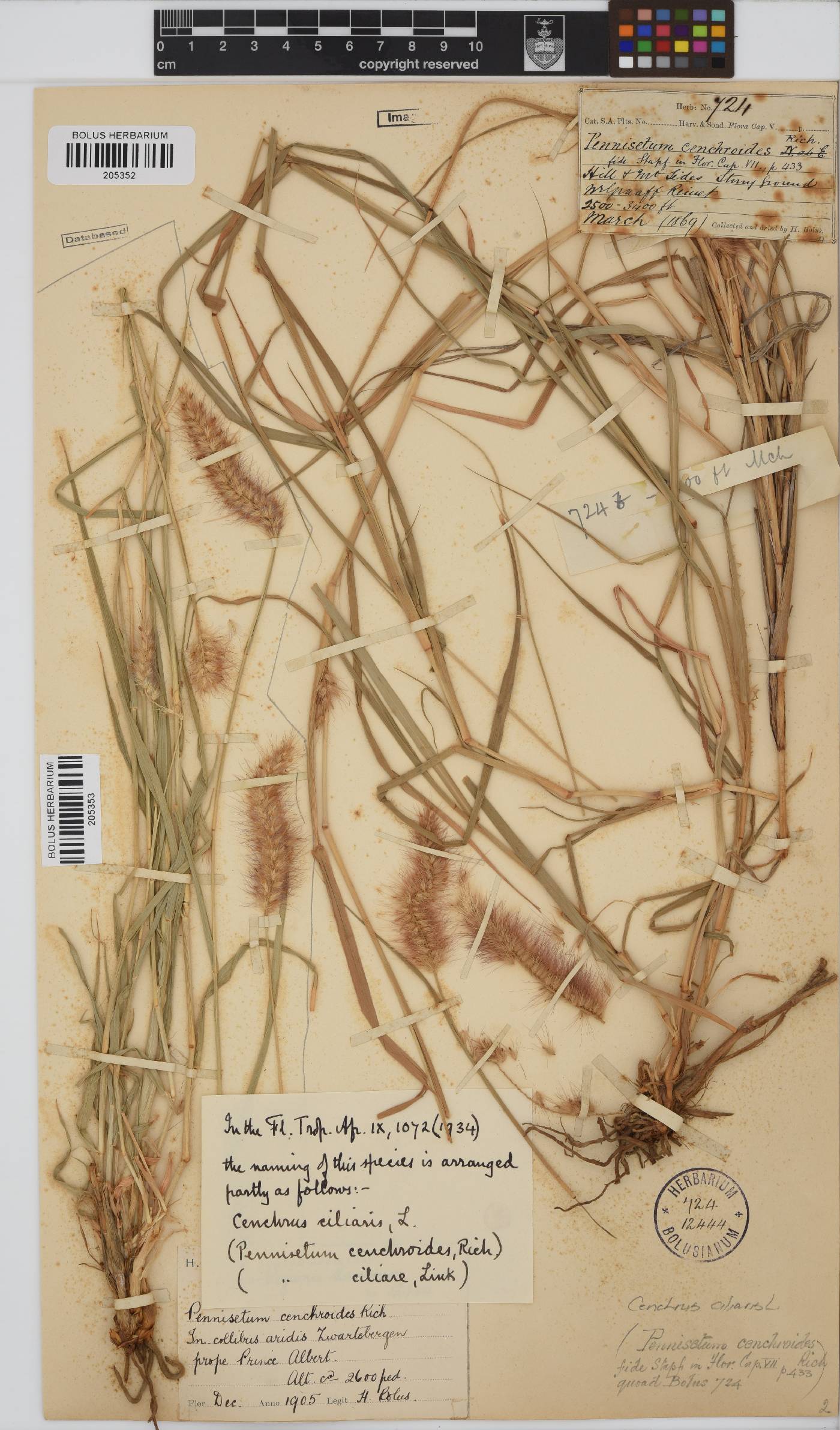 Cenchrus ciliaris image