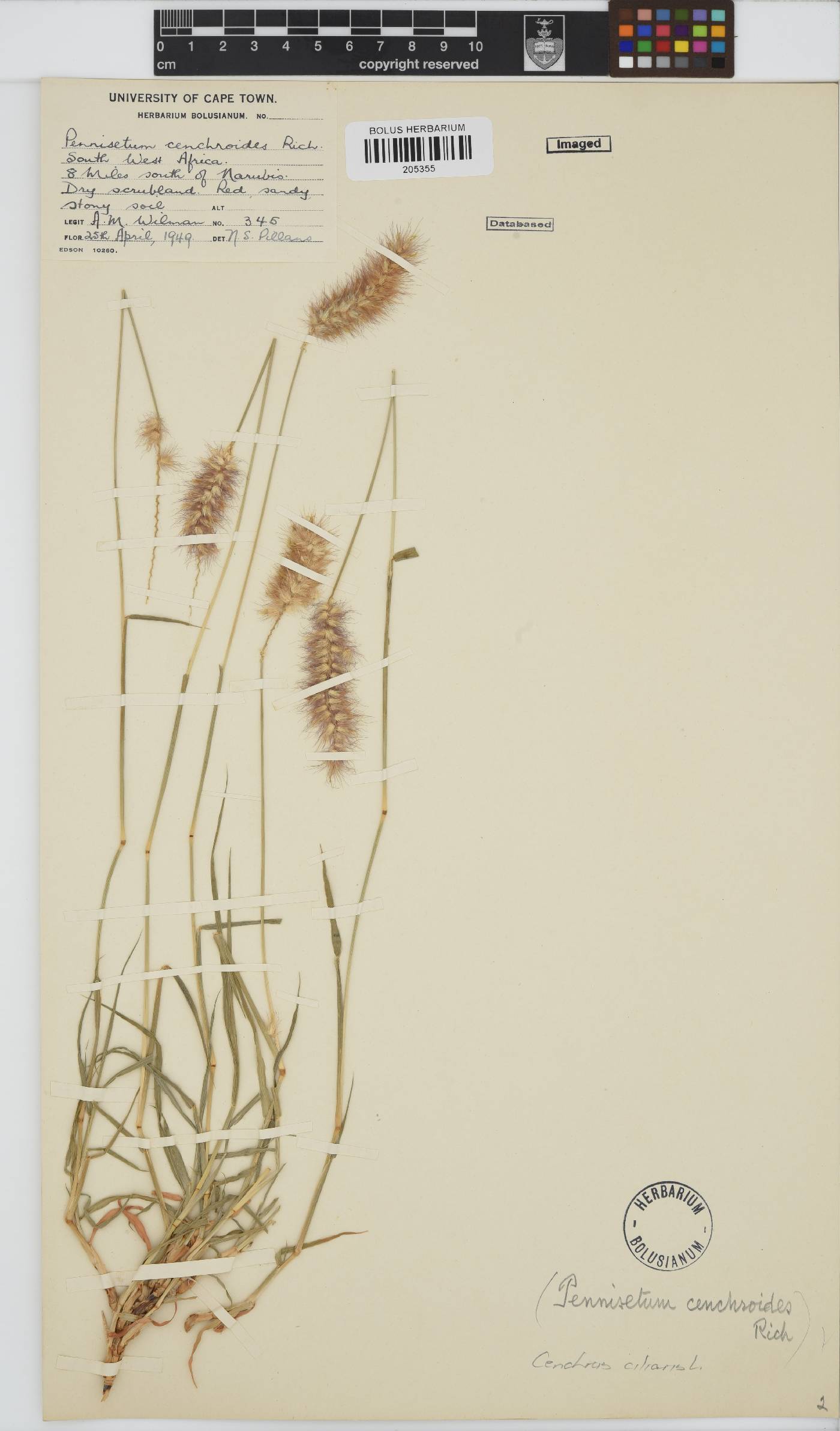 Cenchrus ciliaris image