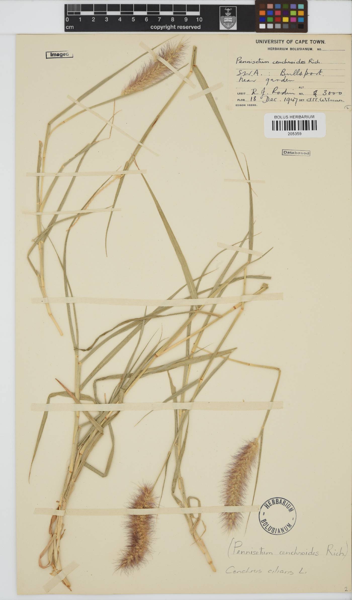 Cenchrus image