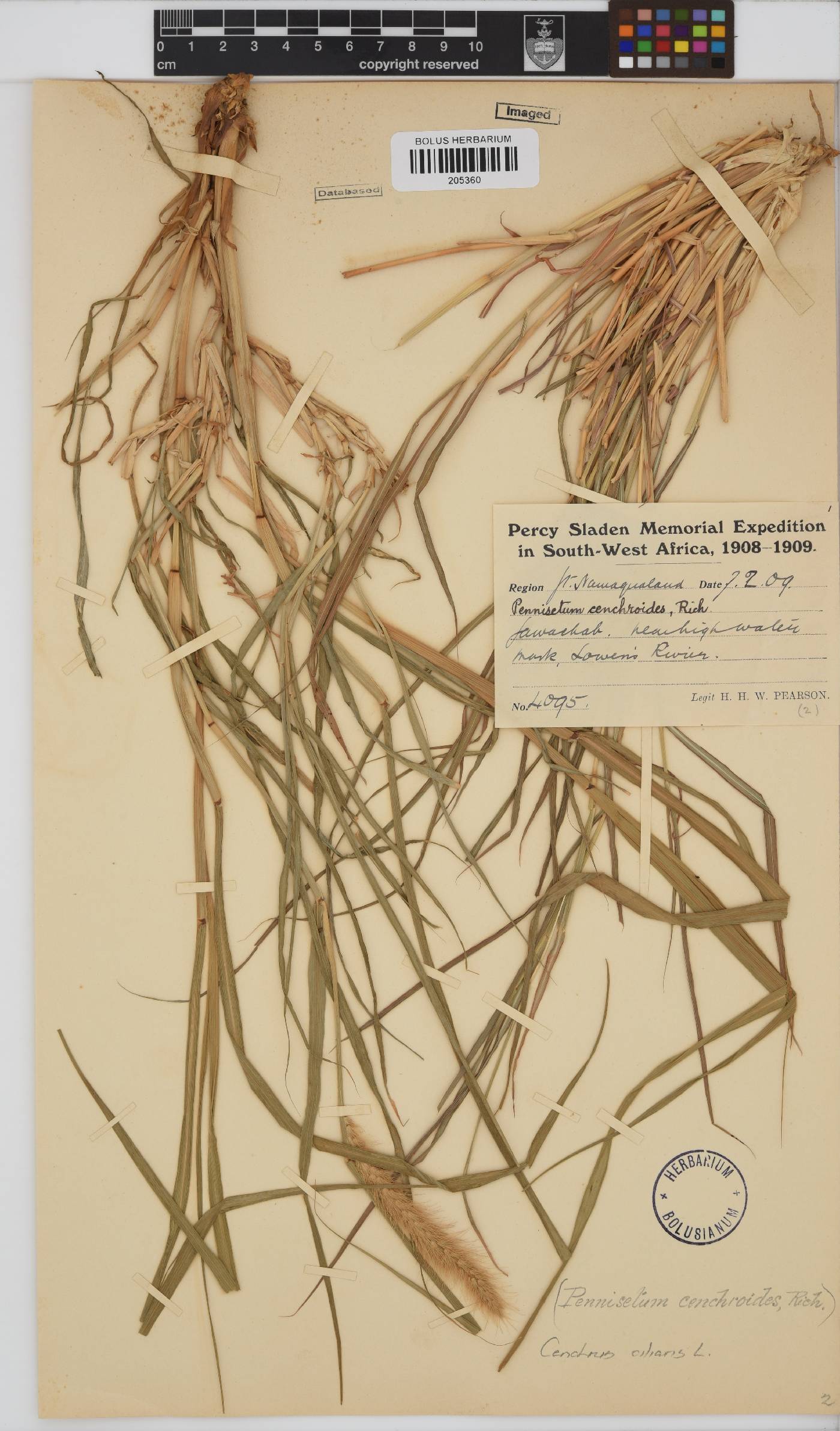 Cenchrus ciliaris image