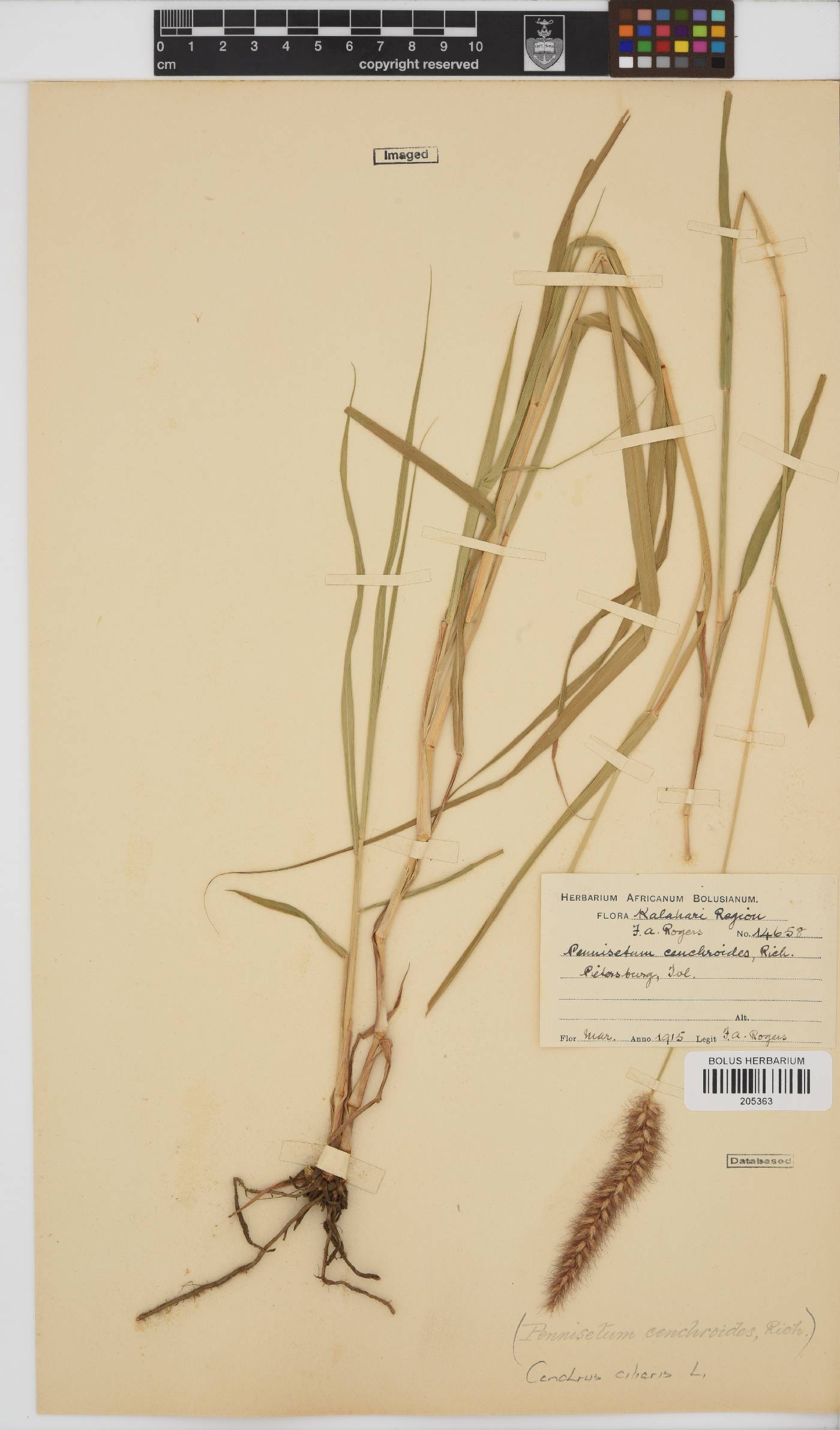 Cenchrus ciliaris image