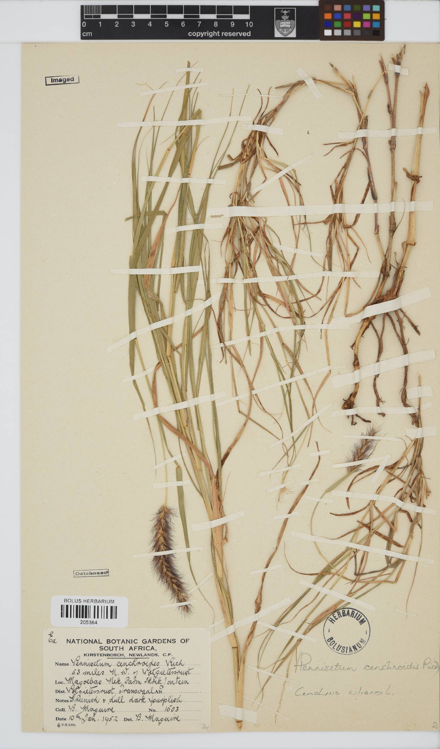 Cenchrus ciliaris image