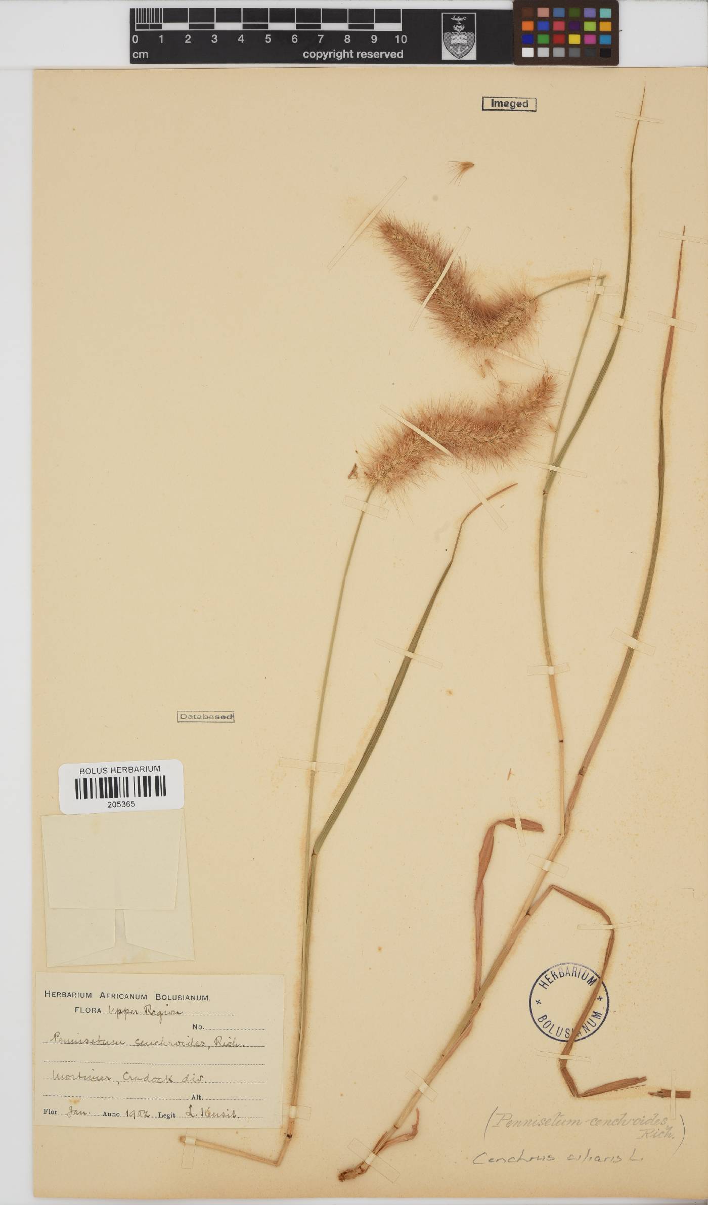 Cenchrus image