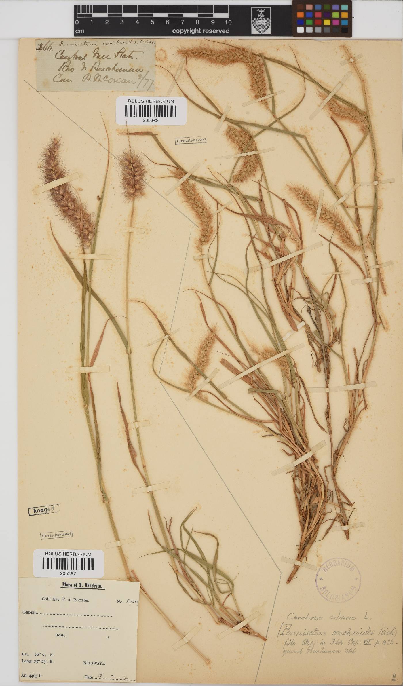 Cenchrus image