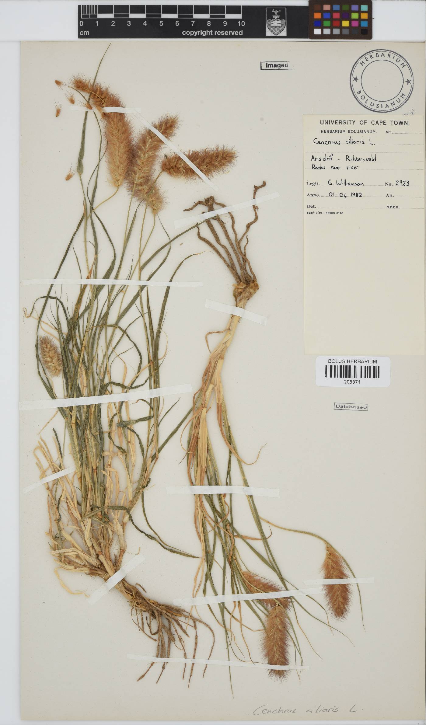 Cenchrus ciliaris image