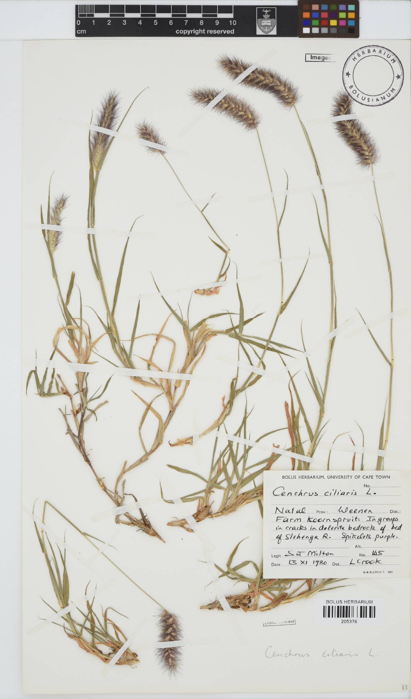 Cenchrus image
