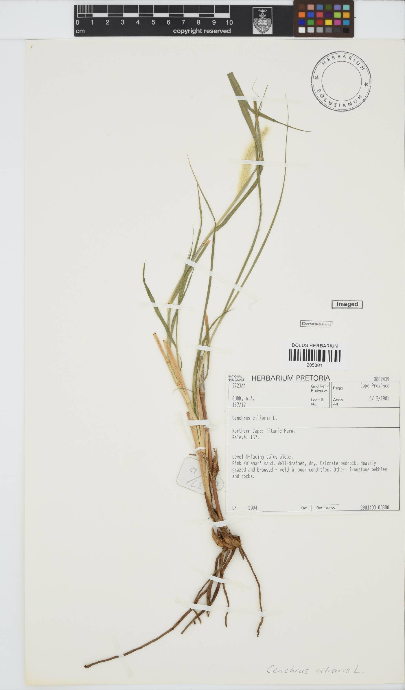 Cenchrus image