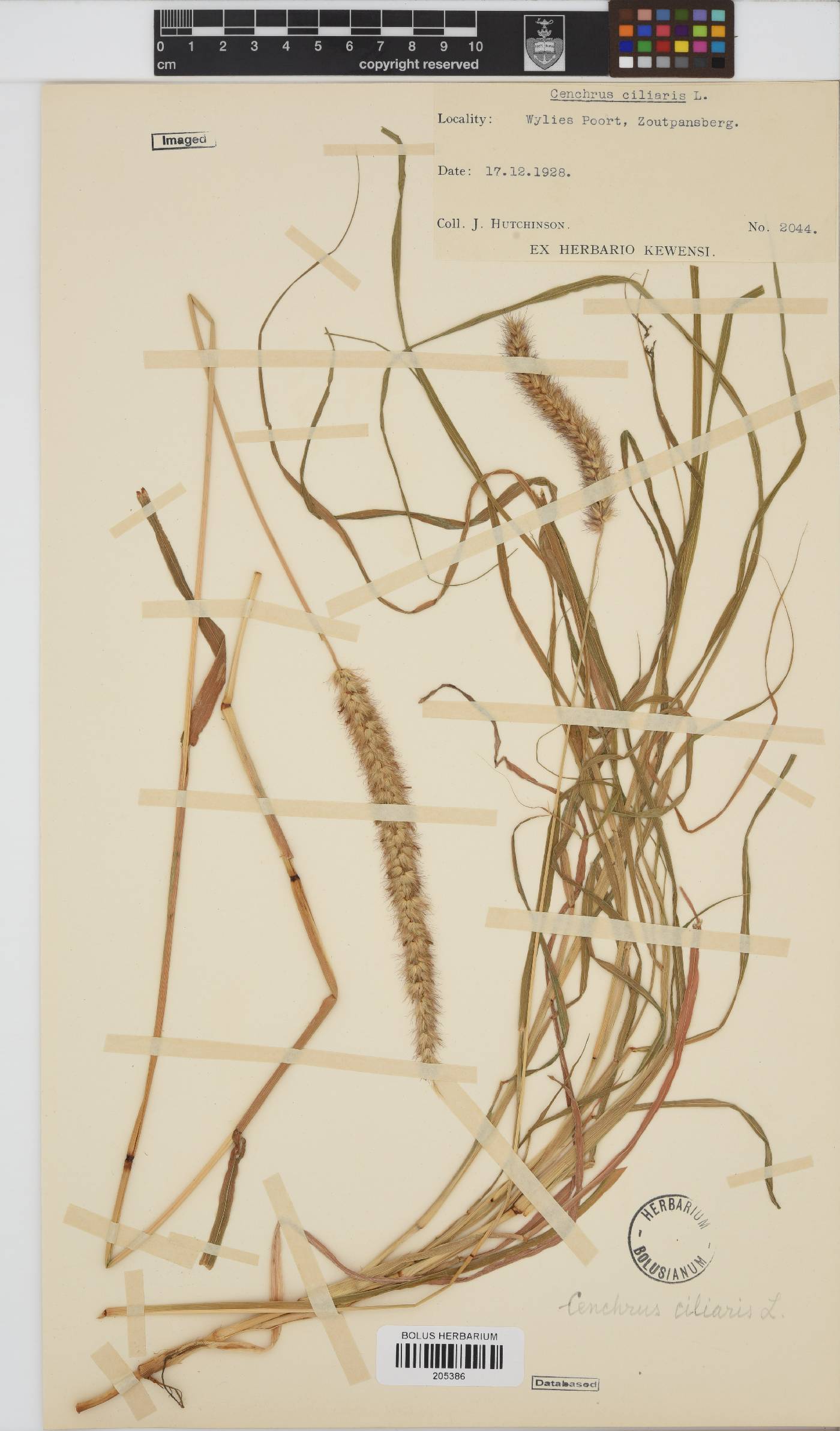 Cenchrus ciliaris image