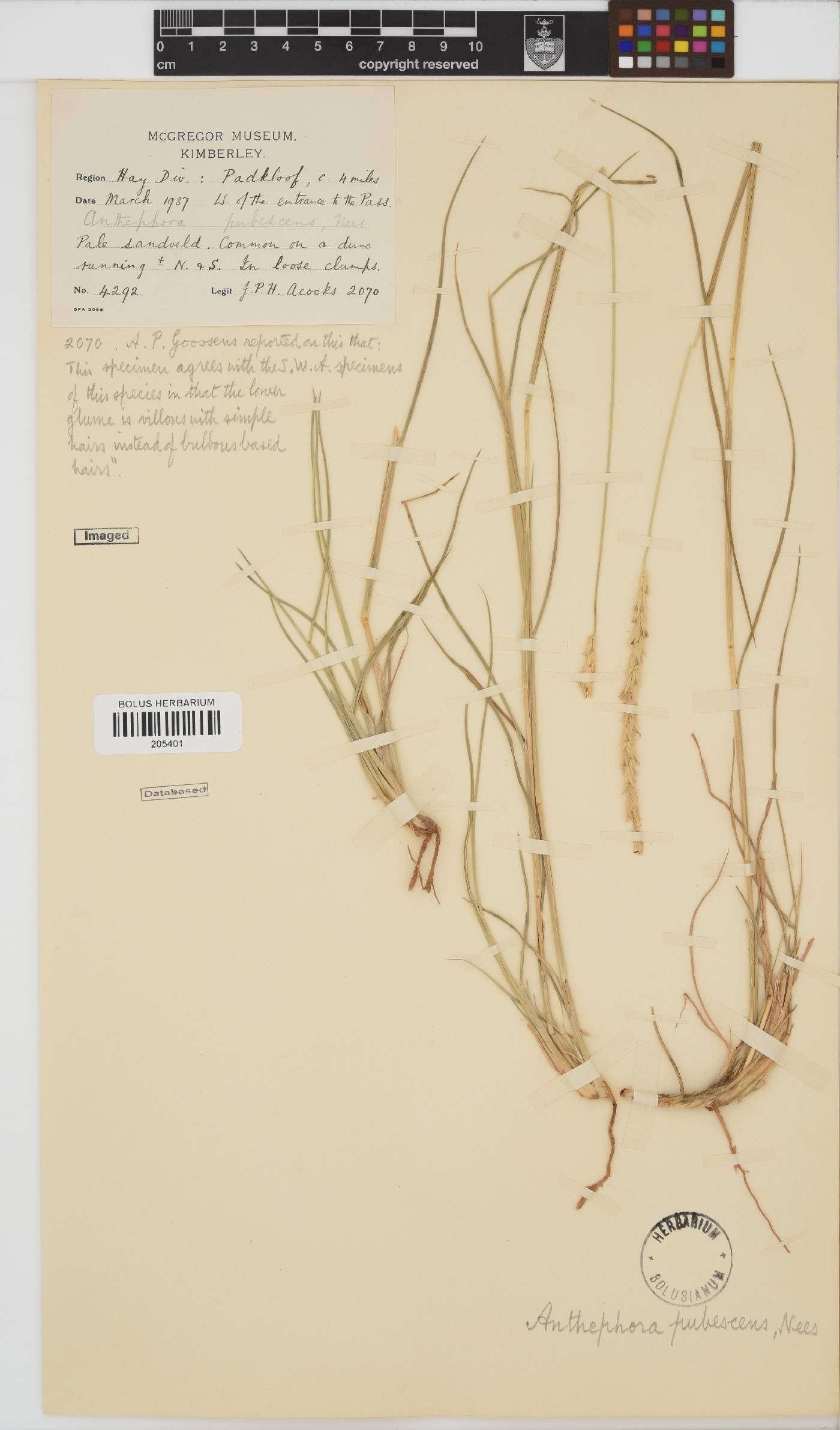 Anthephora pubescens image