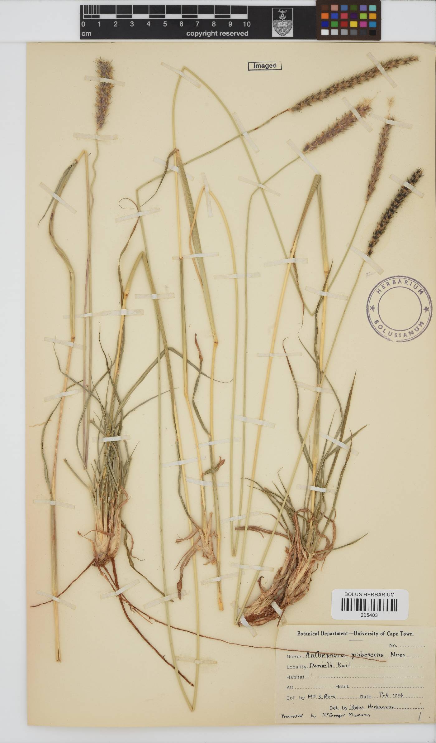 Anthephora image