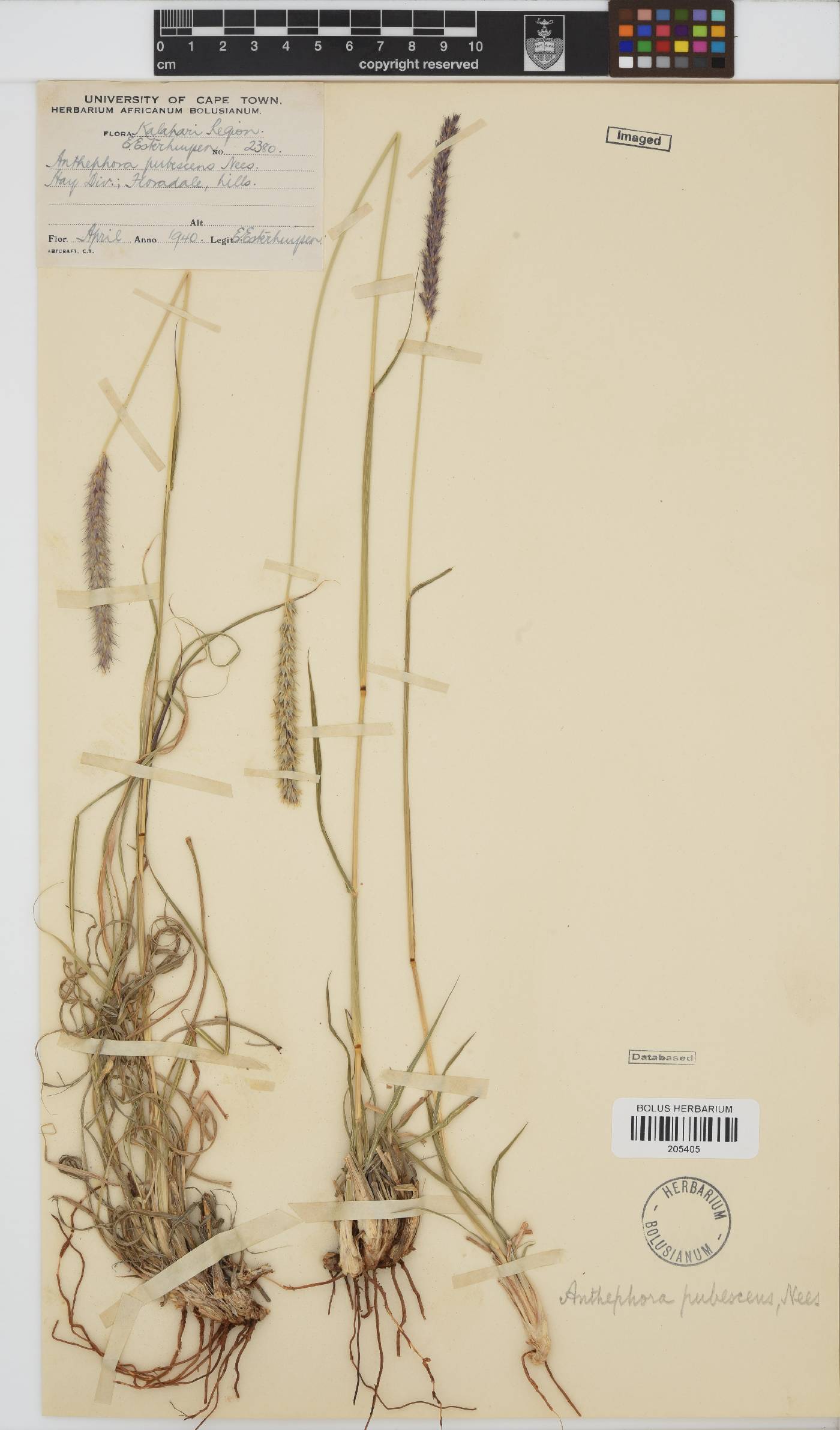 Anthephora pubescens image