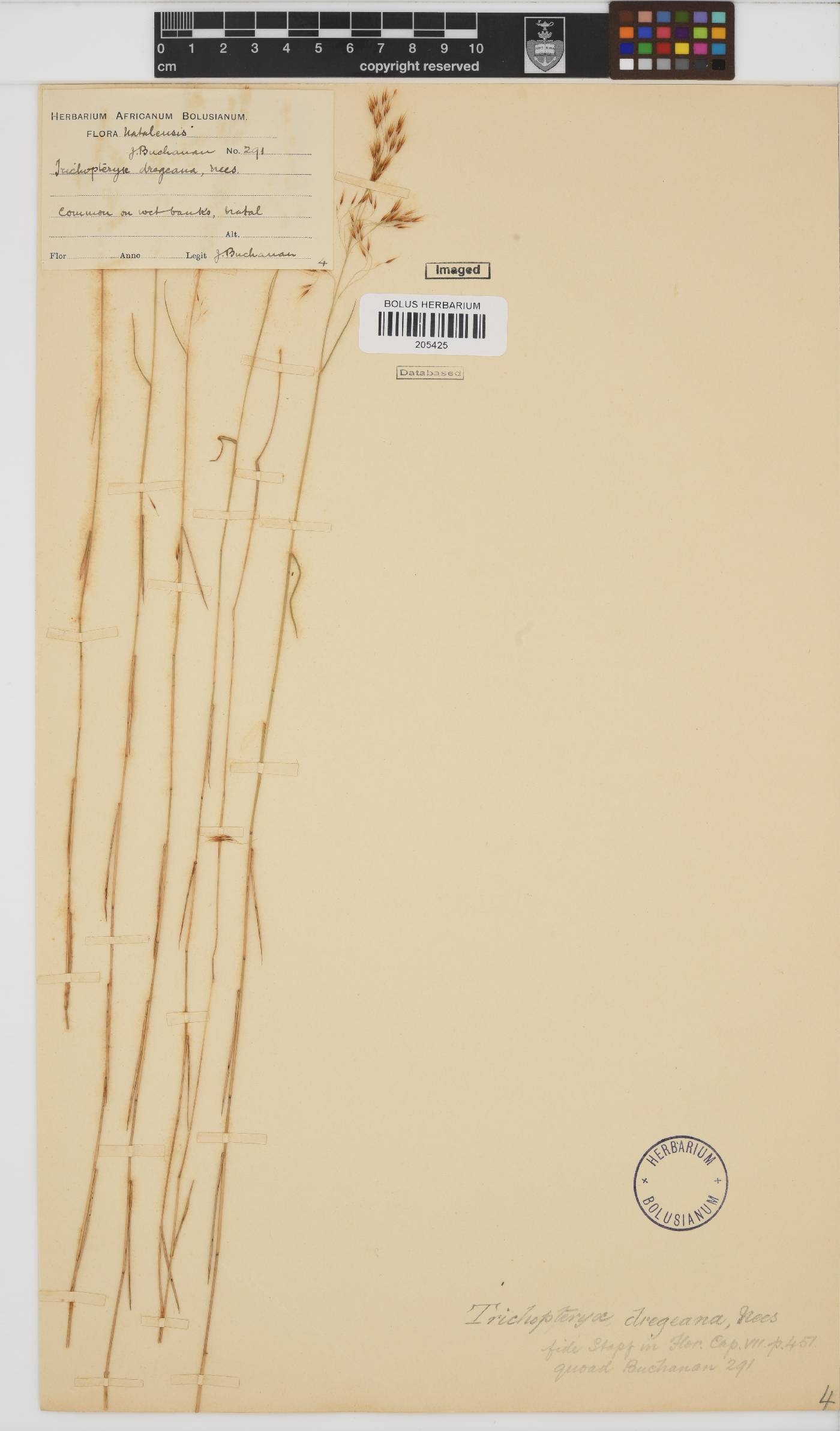 Trichopteryx image