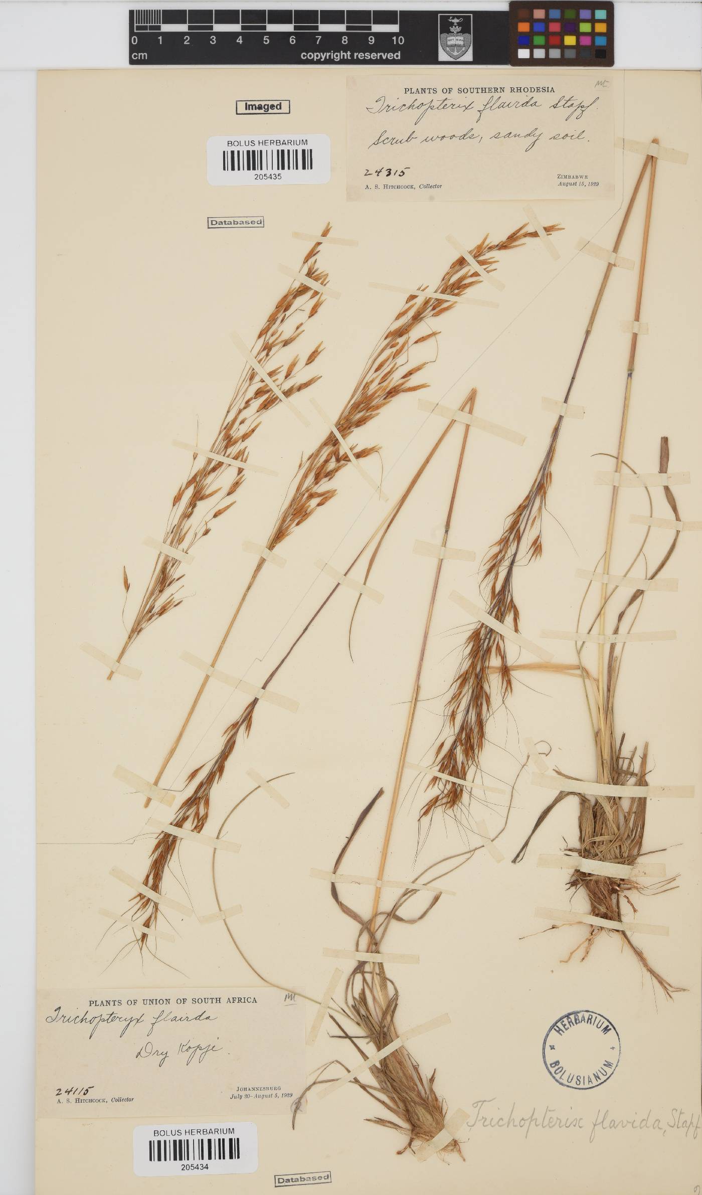 Loudetia flavida image