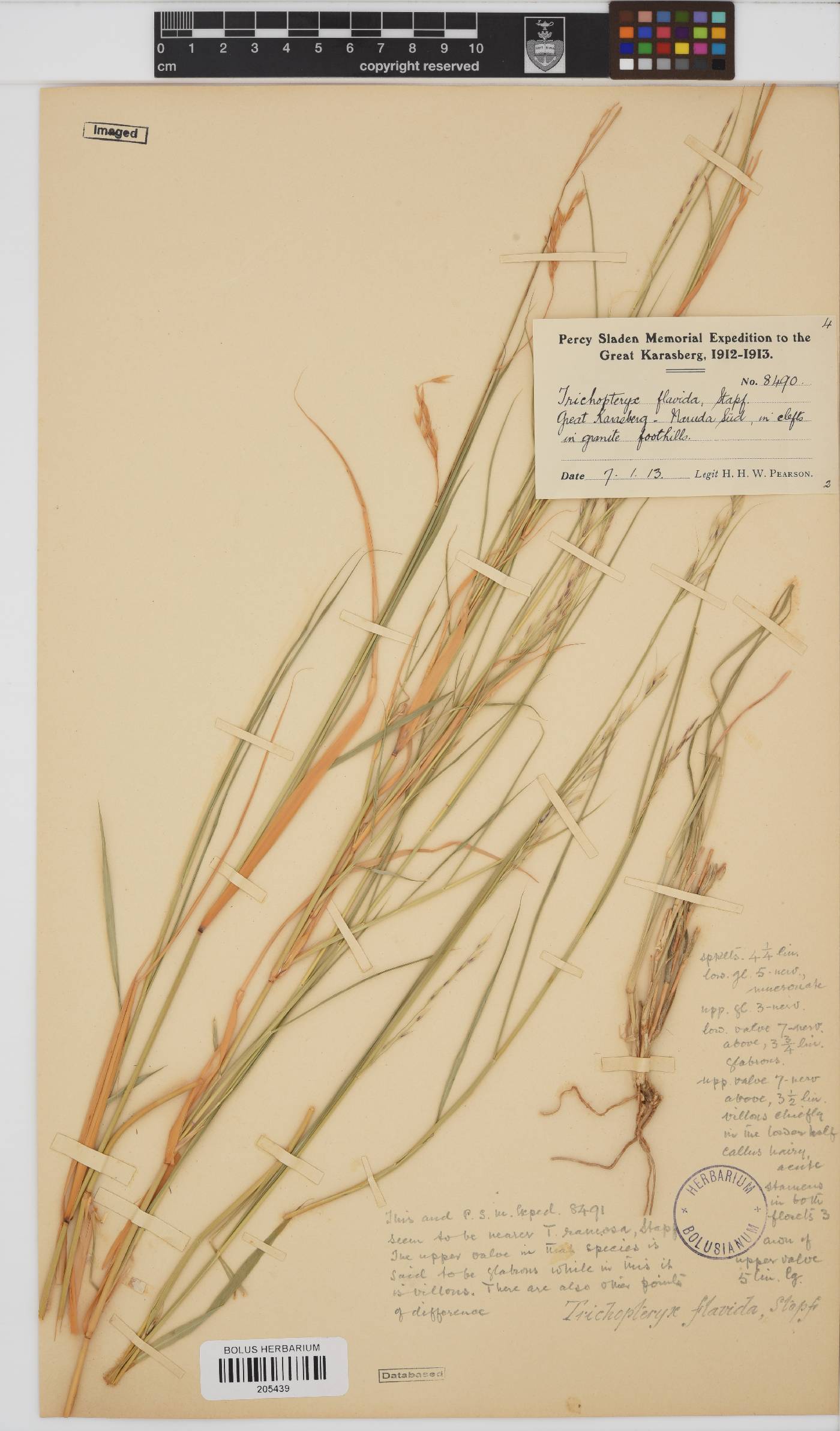 Loudetia flavida image