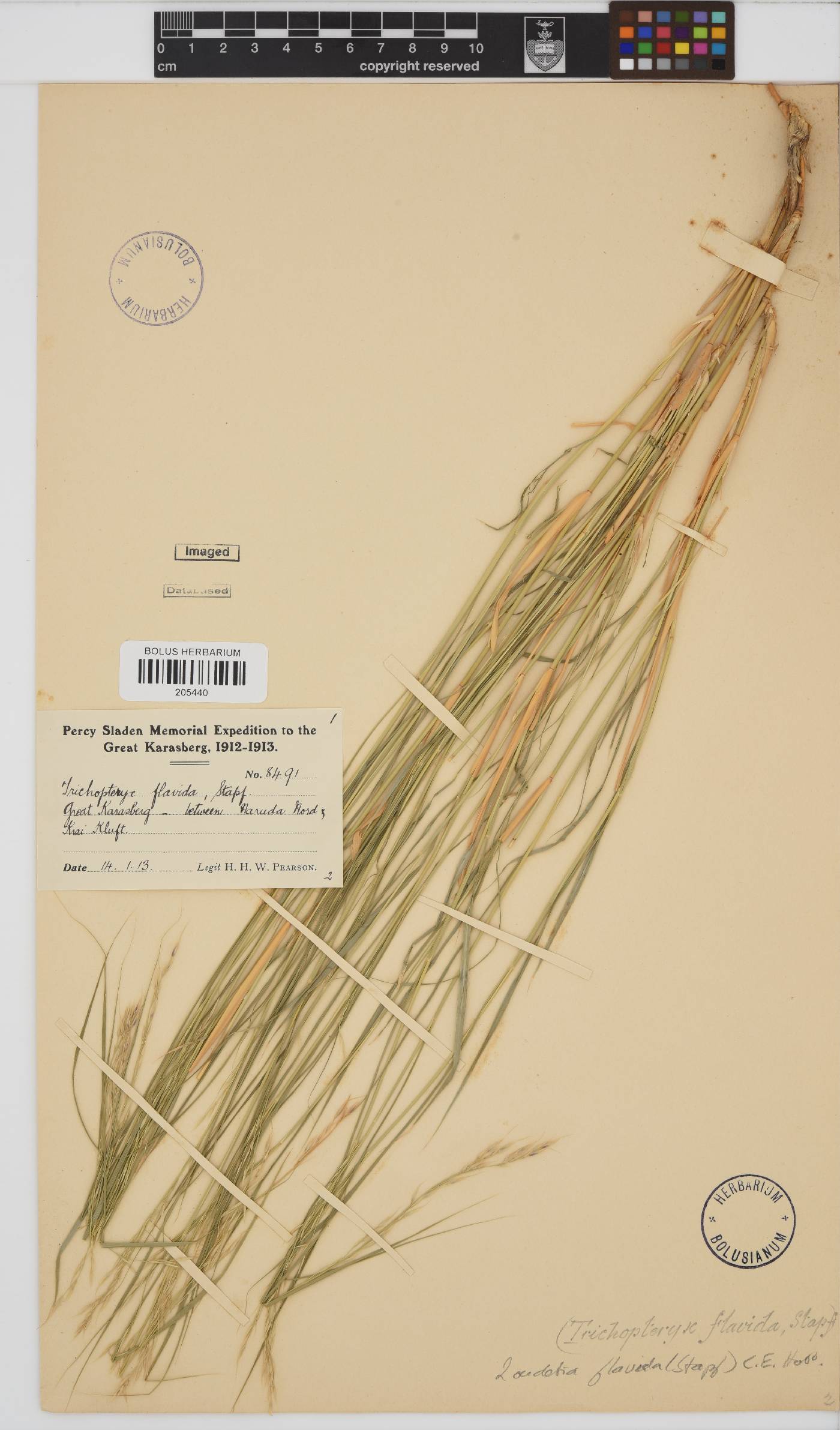 Loudetia flavida image