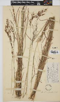 Loudetia flavida image