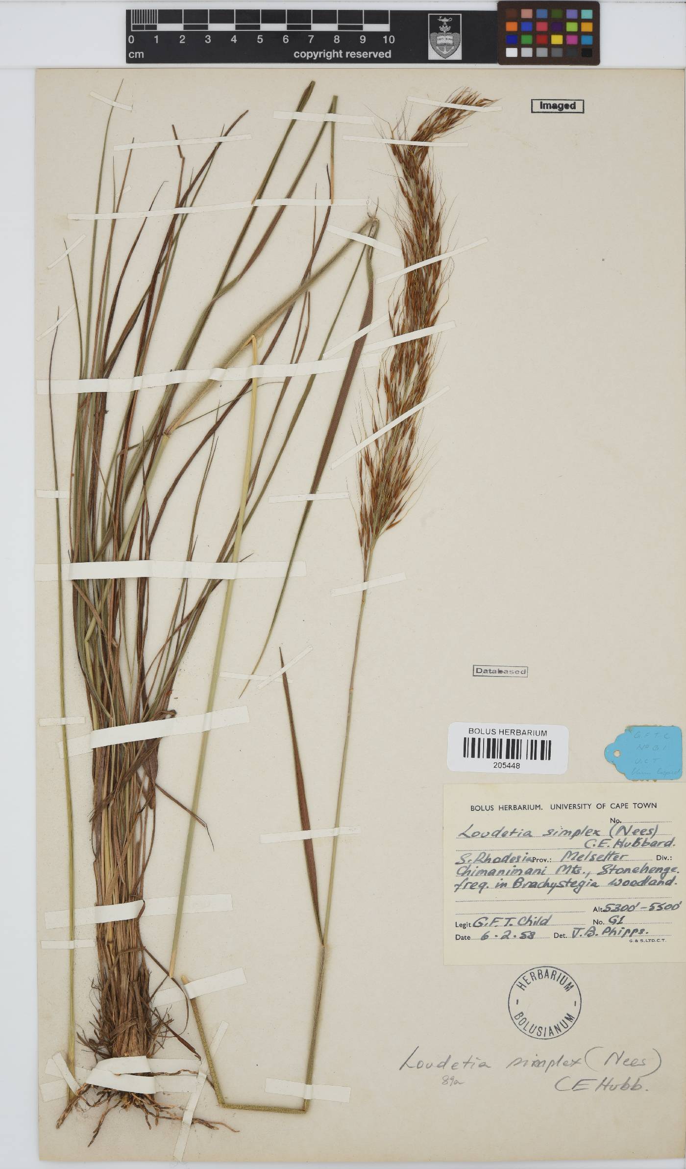 Loudetia image