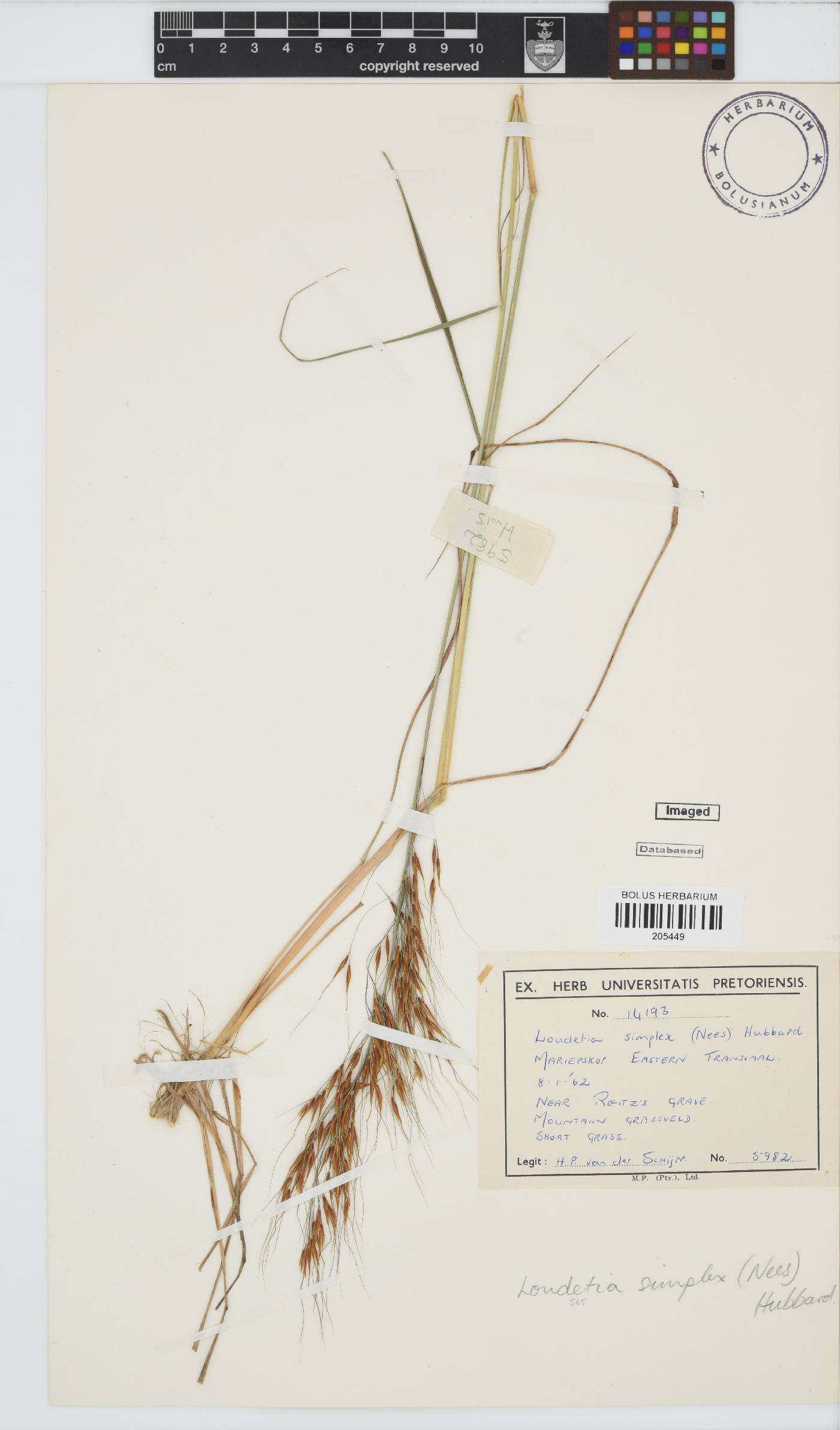 Loudetia image