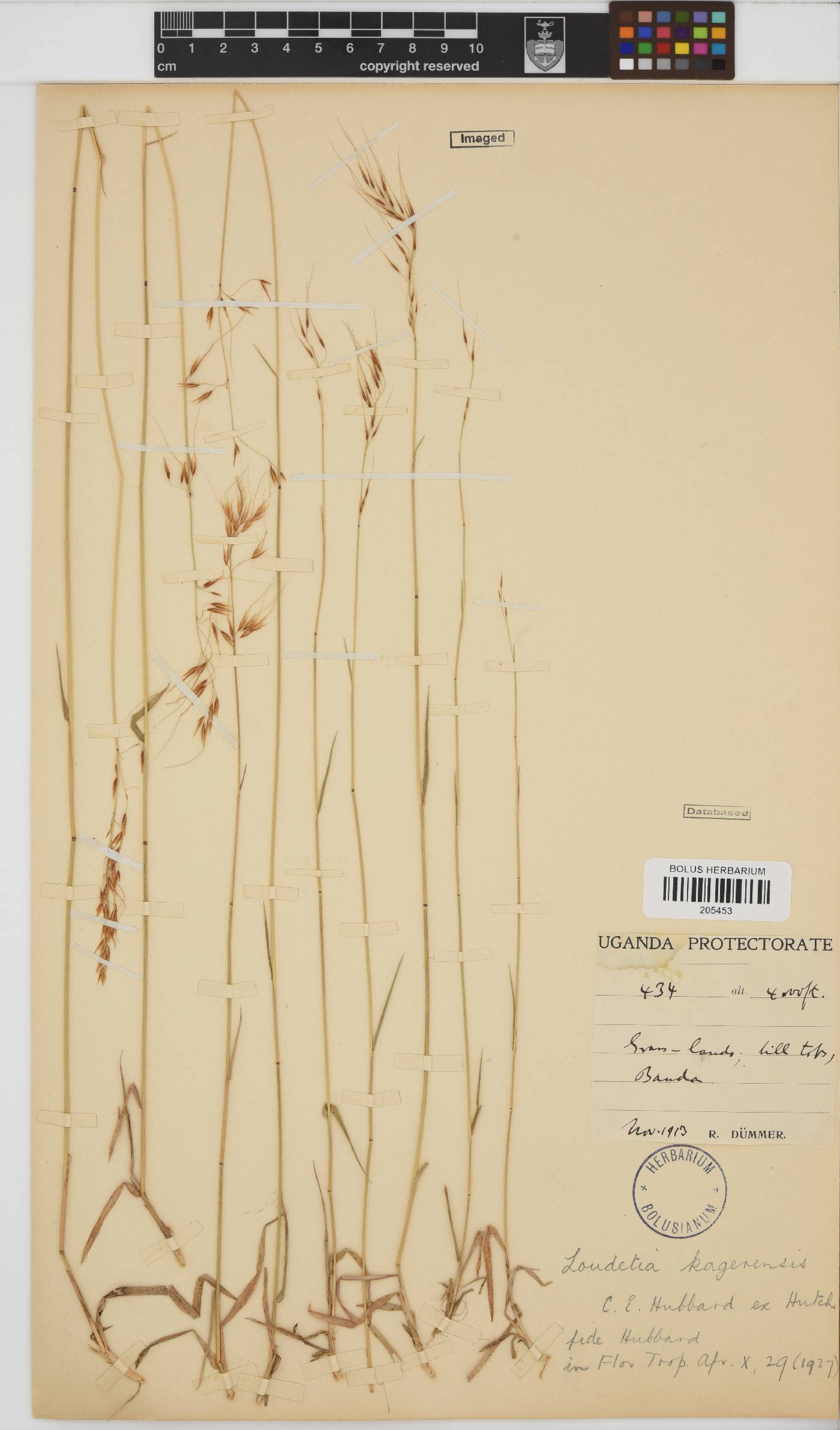 Loudetia simplex image