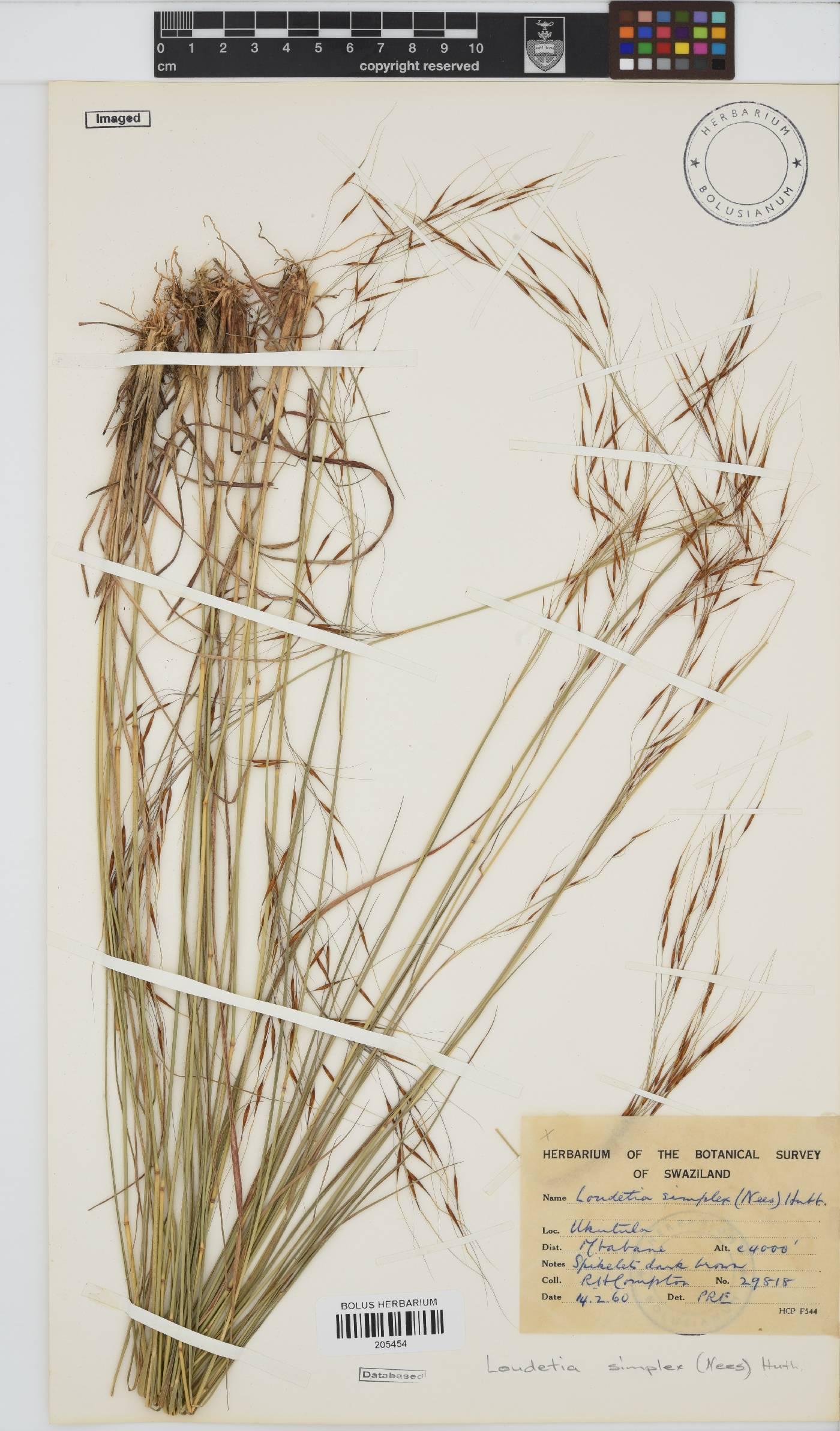 Loudetia simplex image