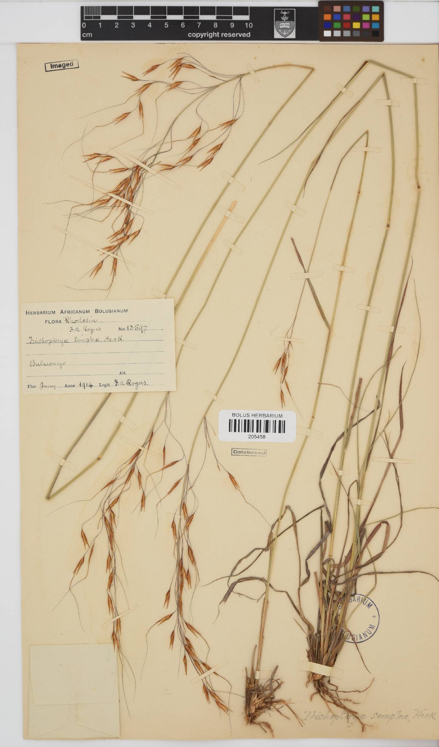 Loudetia simplex image