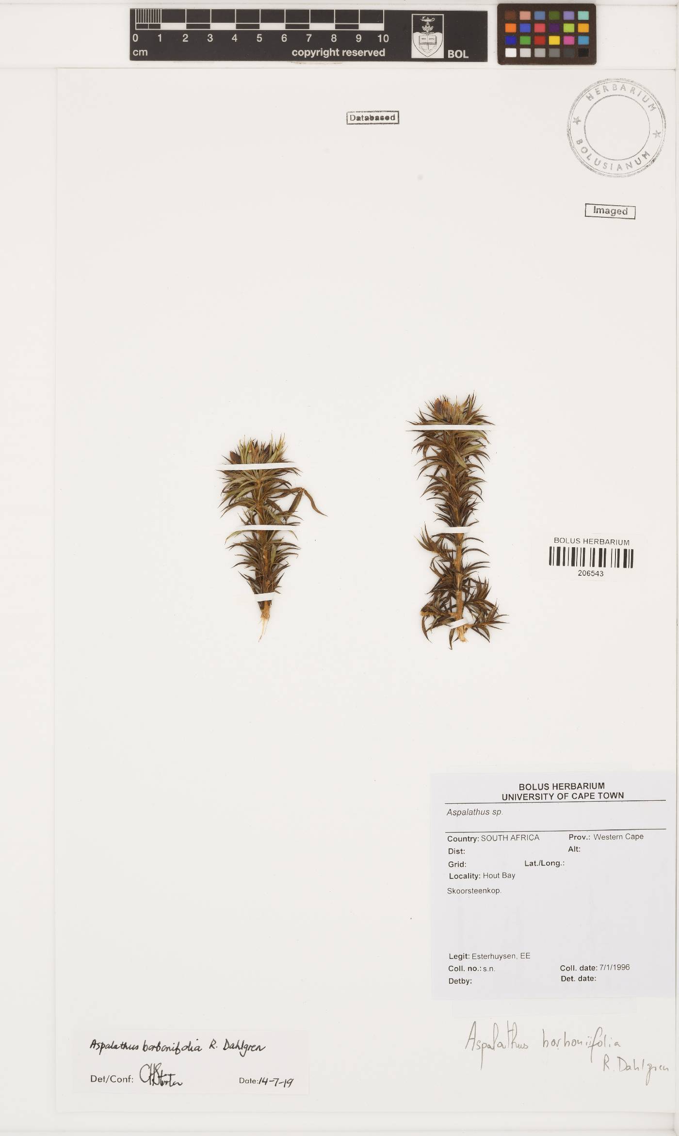 Aspalathus borboniifolia image