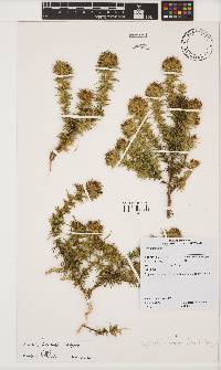 Aspalathus borboniifolia image