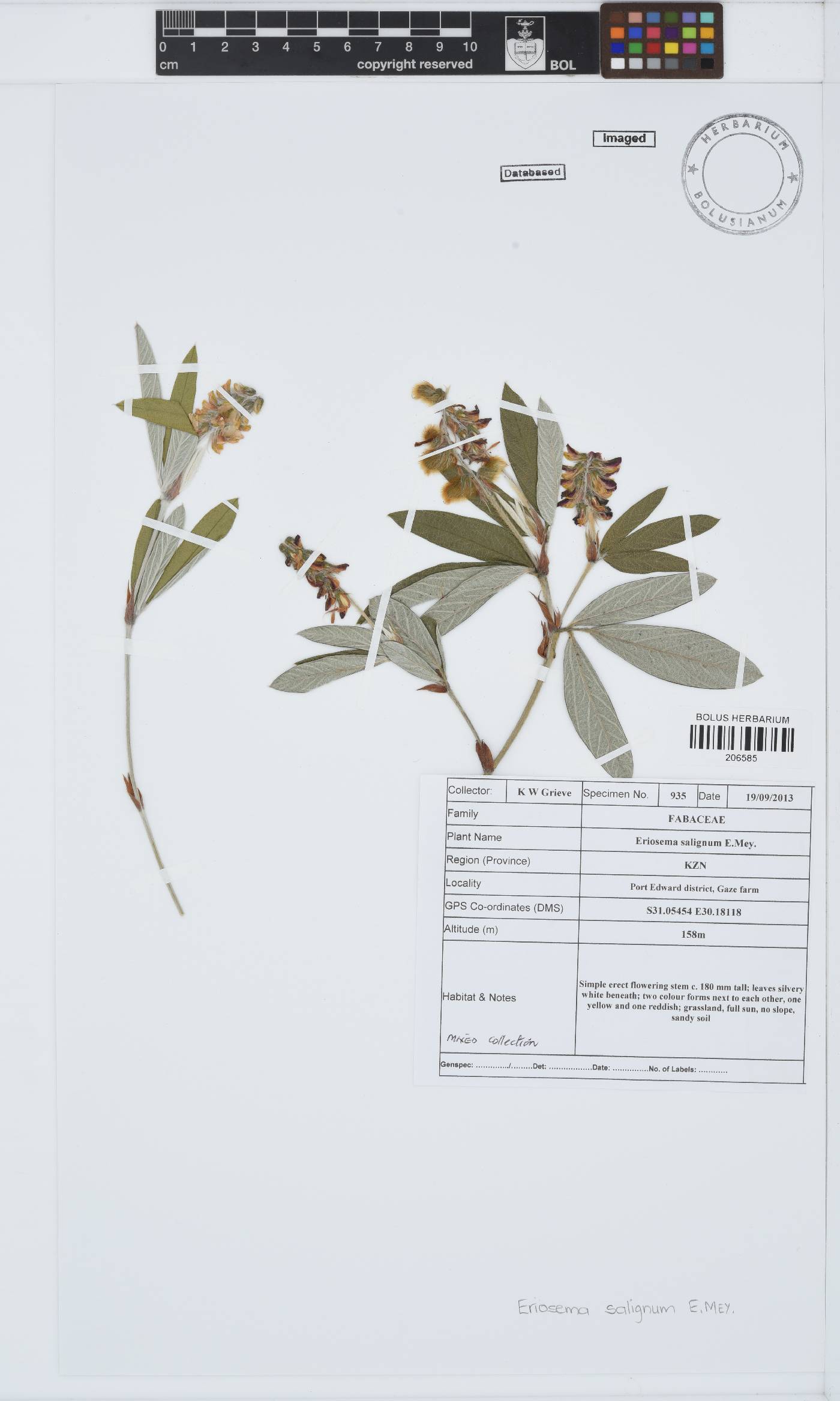 Eriosema salignum image