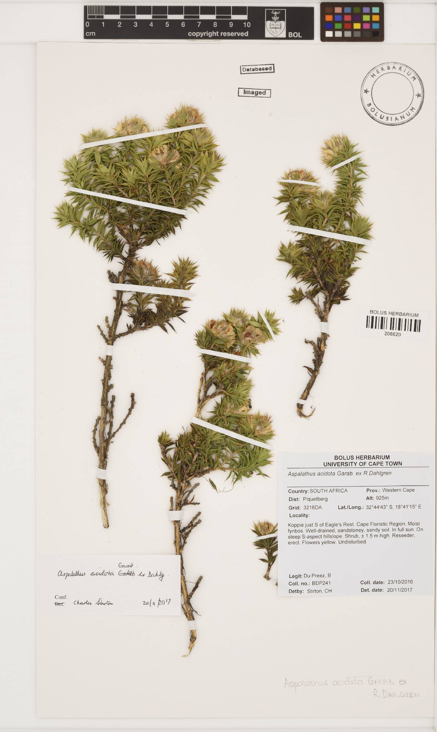 Aspalathus acidota image