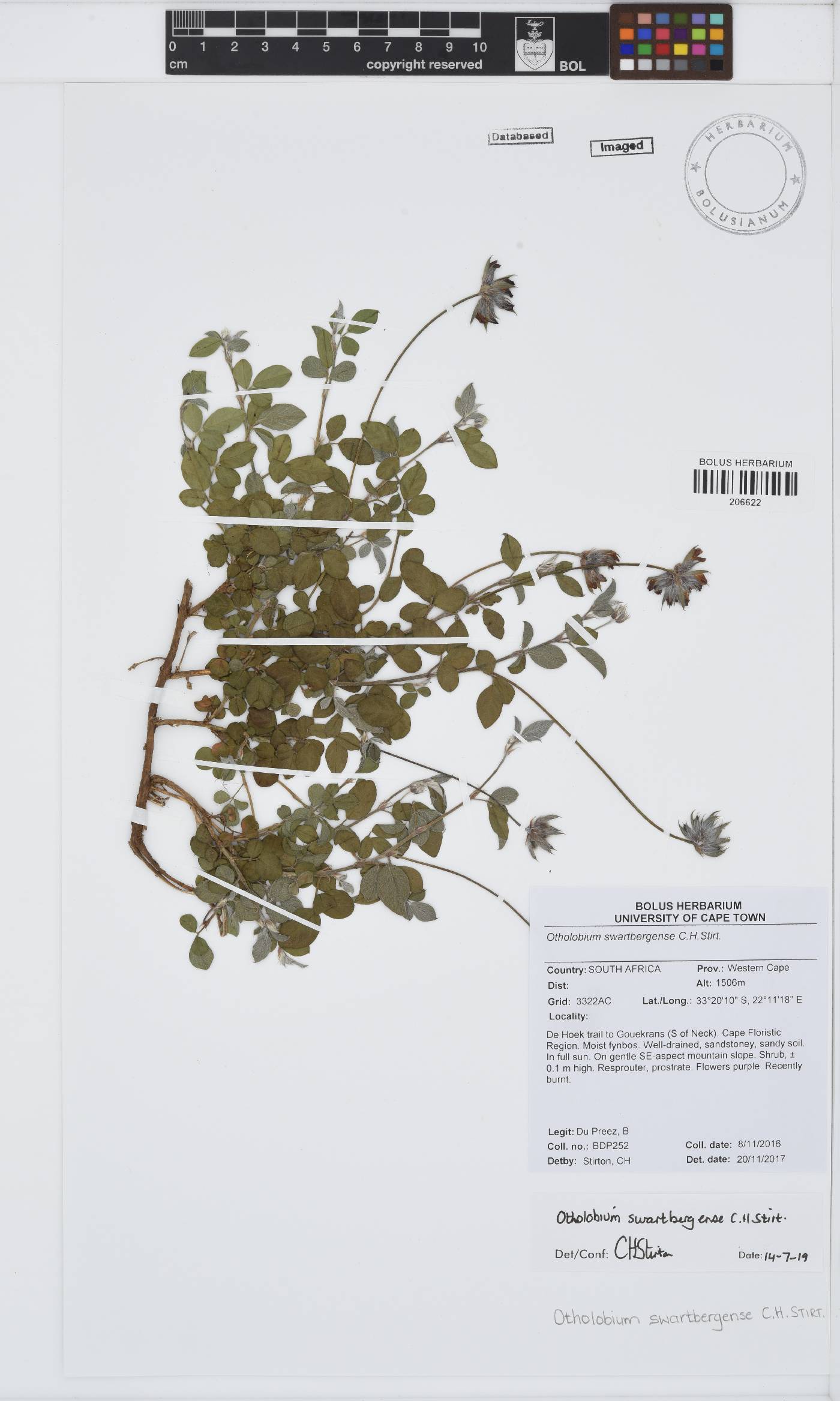 Otholobium swartbergense image