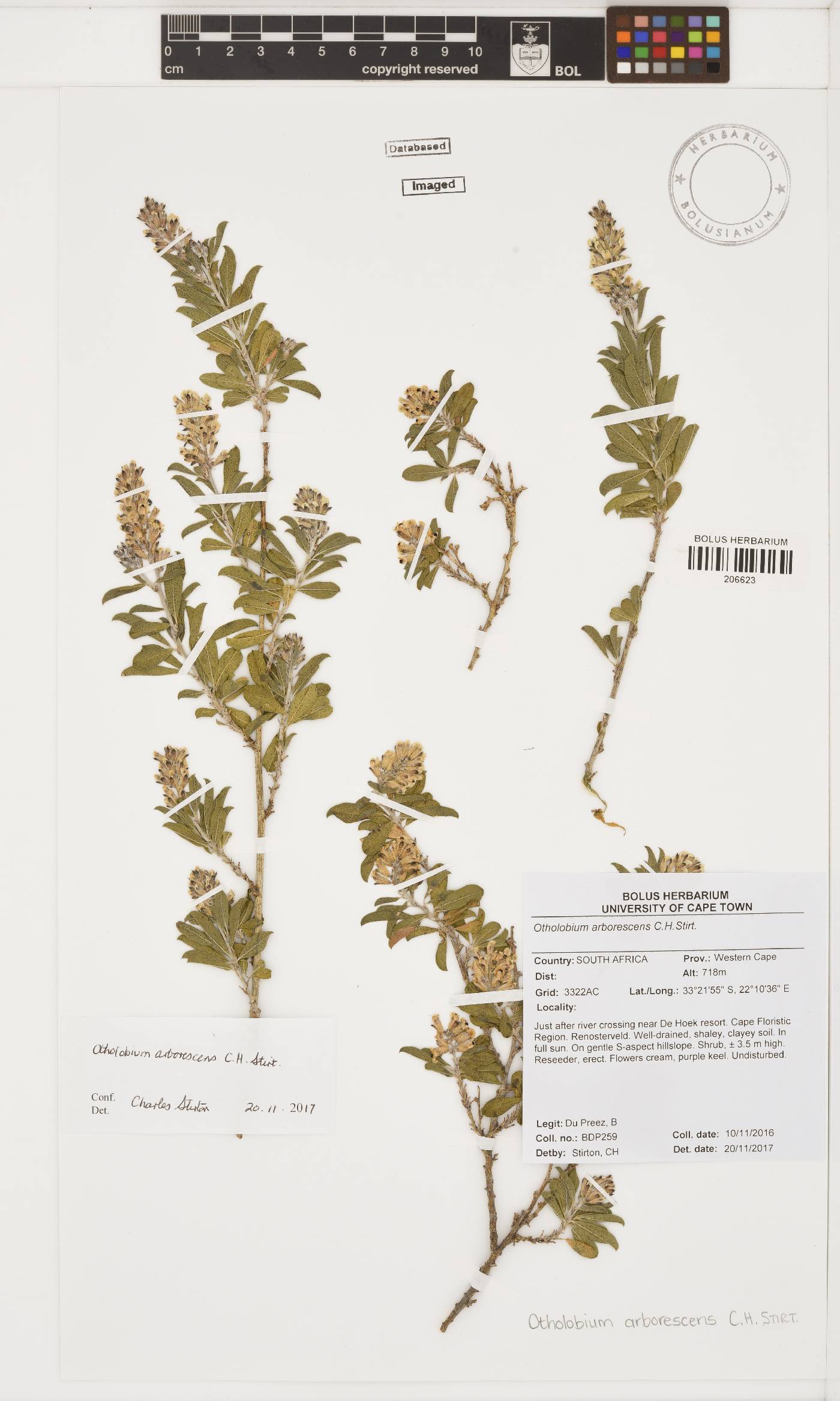 Otholobium arborescens image
