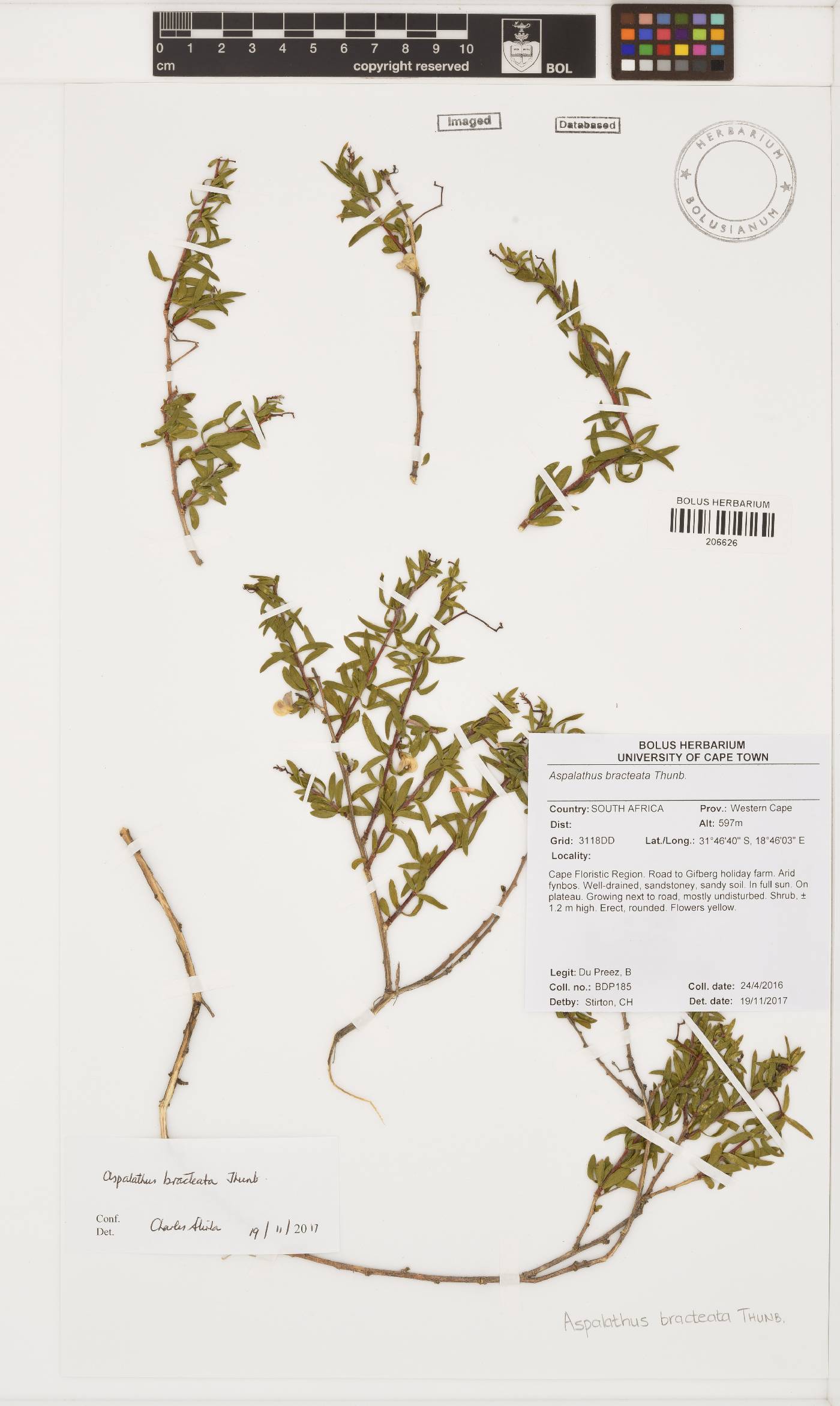 Aspalathus bracteata image