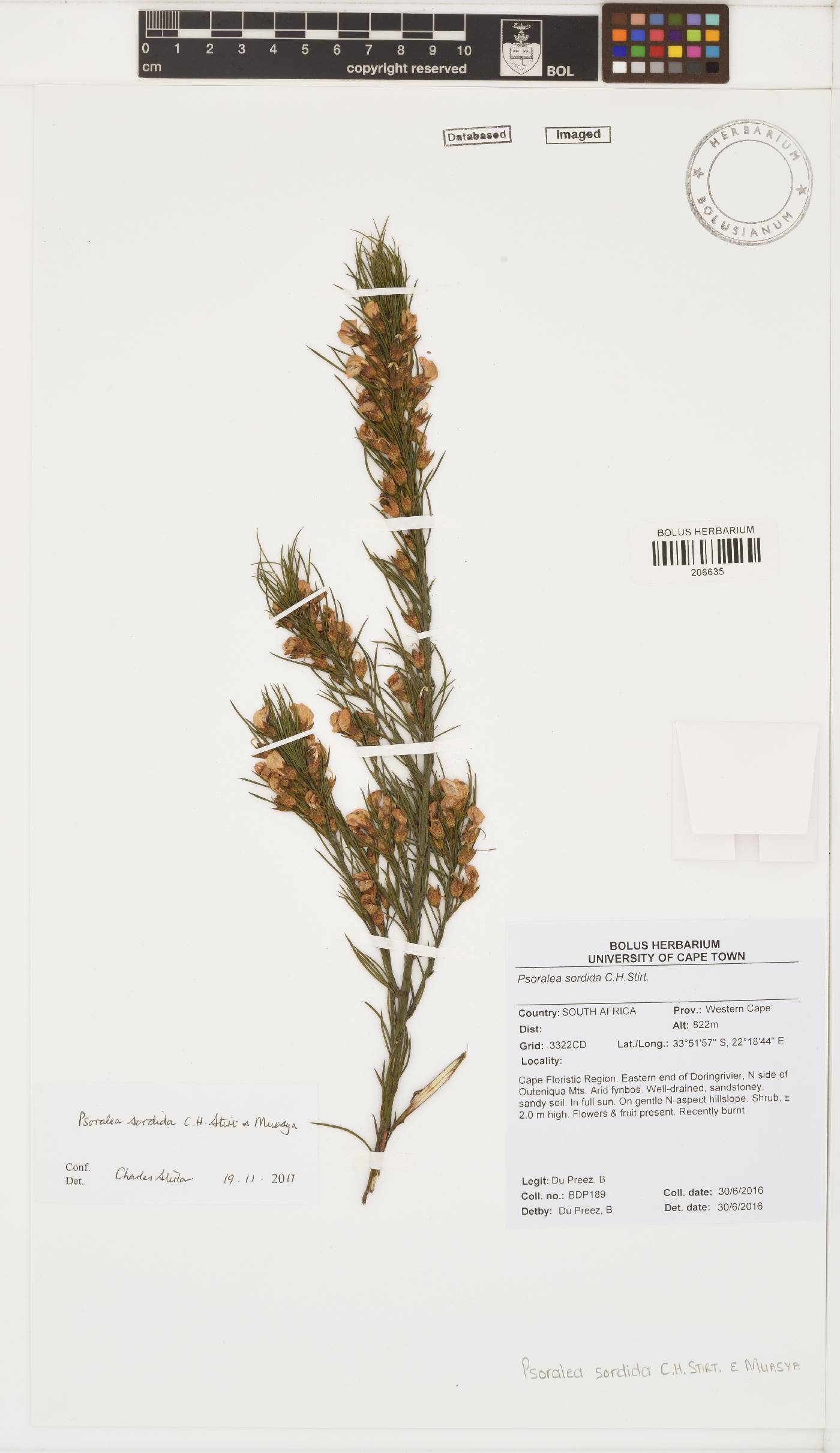 Psoralea sordida image
