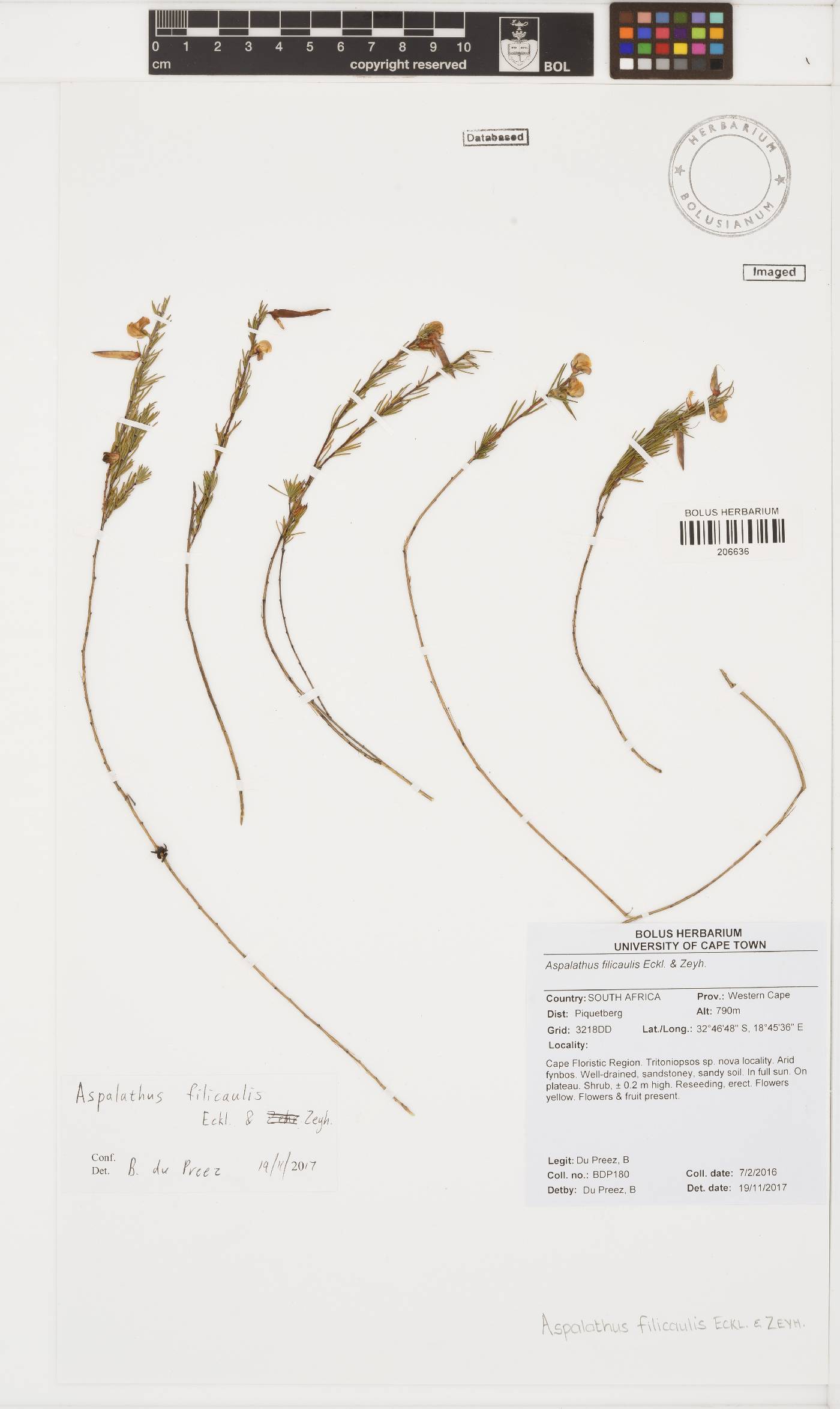 Aspalathus filicaulis image