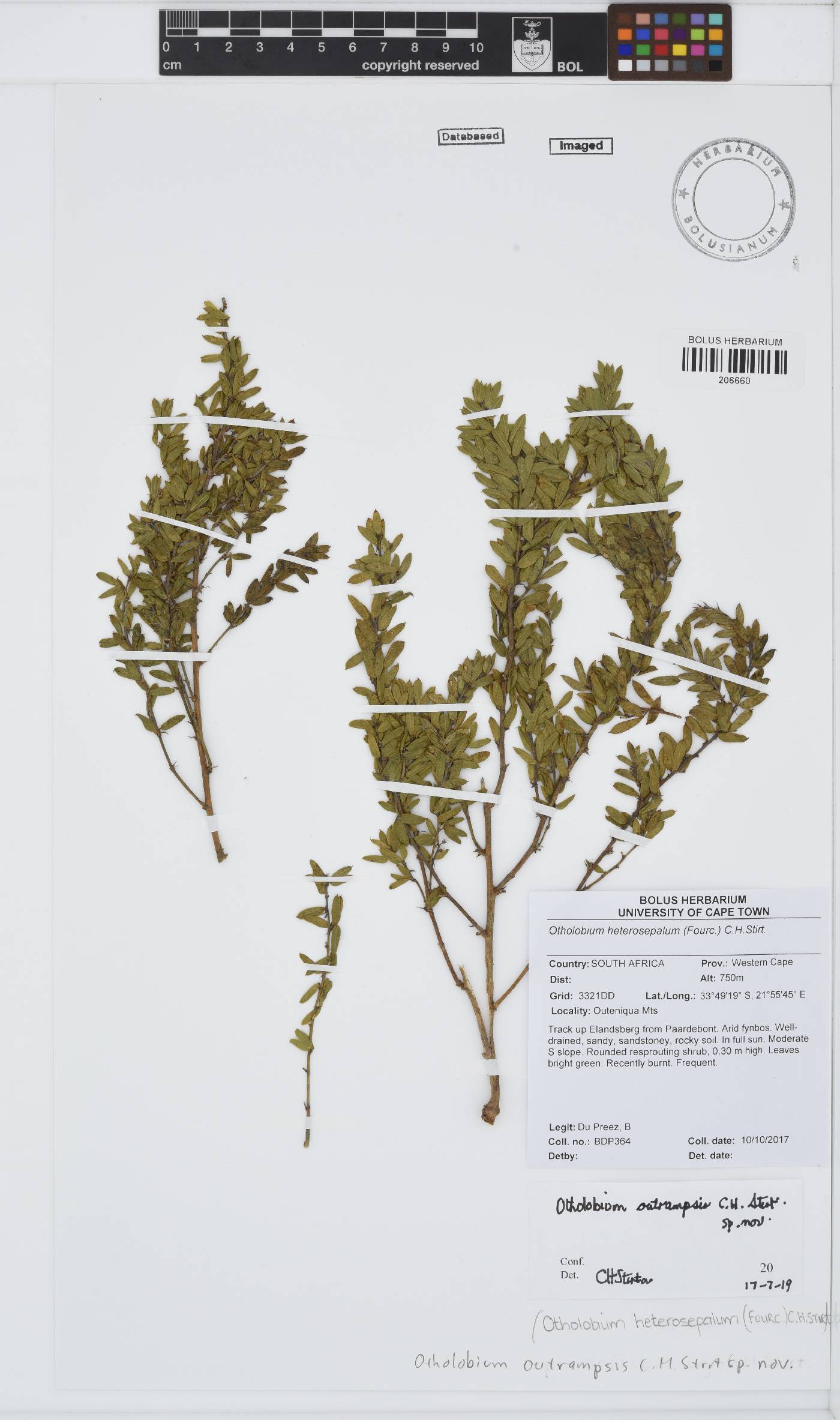 Psoralea outrampsii image