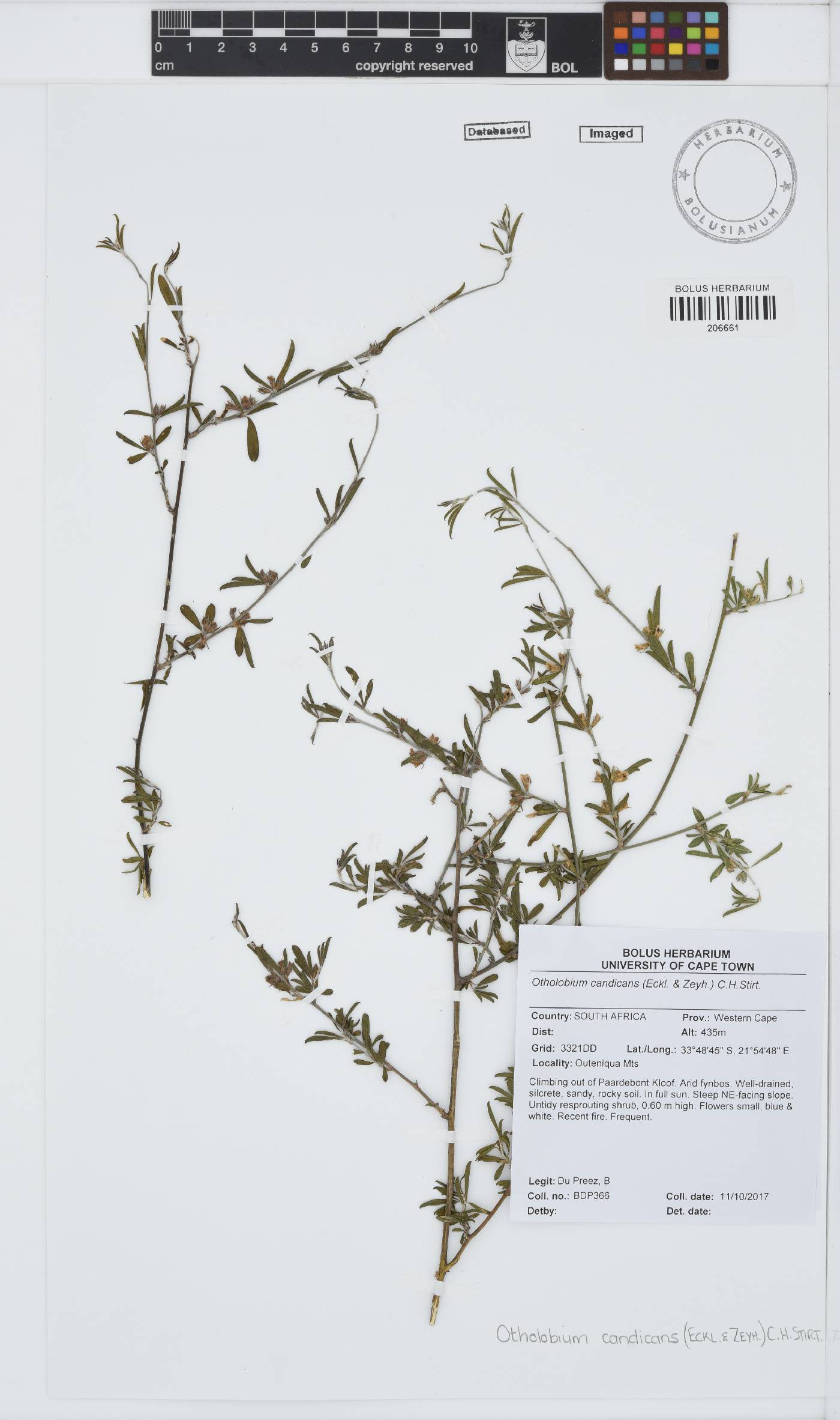 Otholobium candicans image