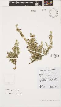 Aspalathus rigidifolia image